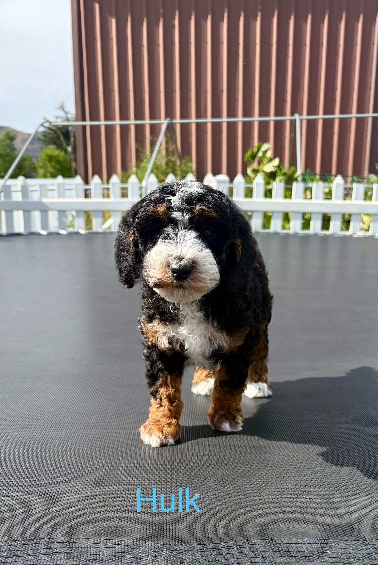 Incredible Hulk — Mountain Valley Poodles puppy photo 1