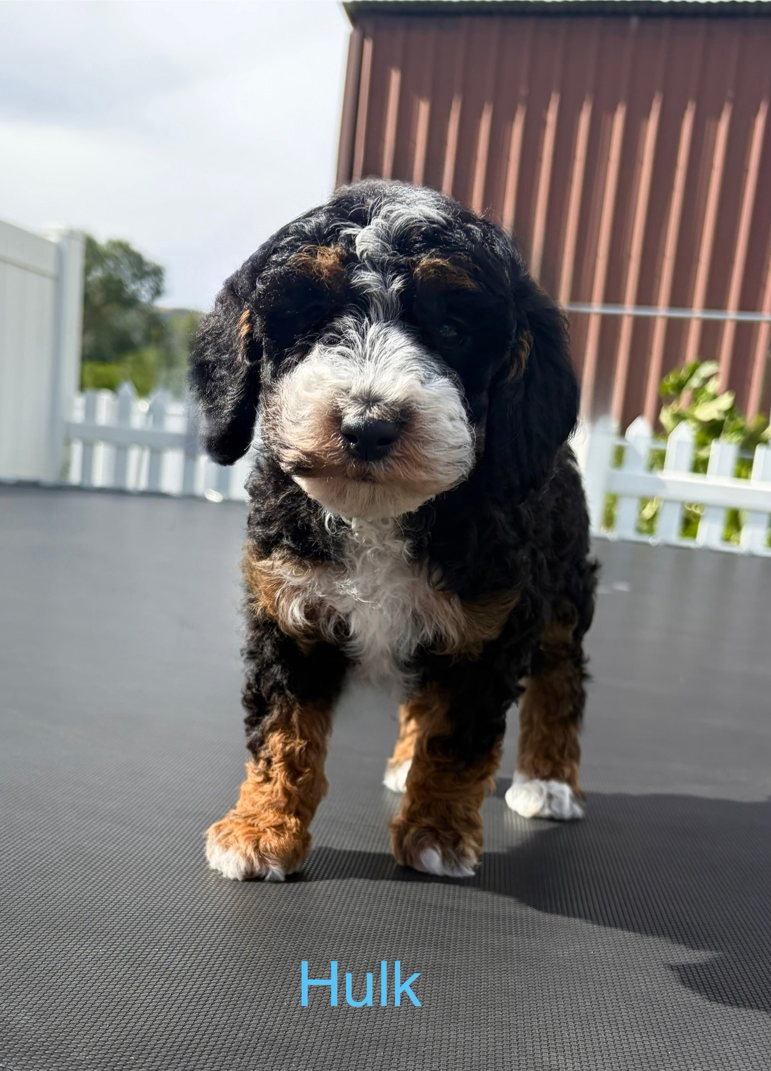 Incredible Hulk — Mountain Valley Poodles puppy photo 2