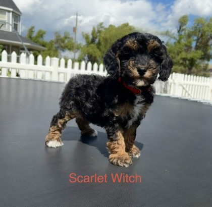 The Scarlet Witch — Mountain Valley Poodles puppy photo 2