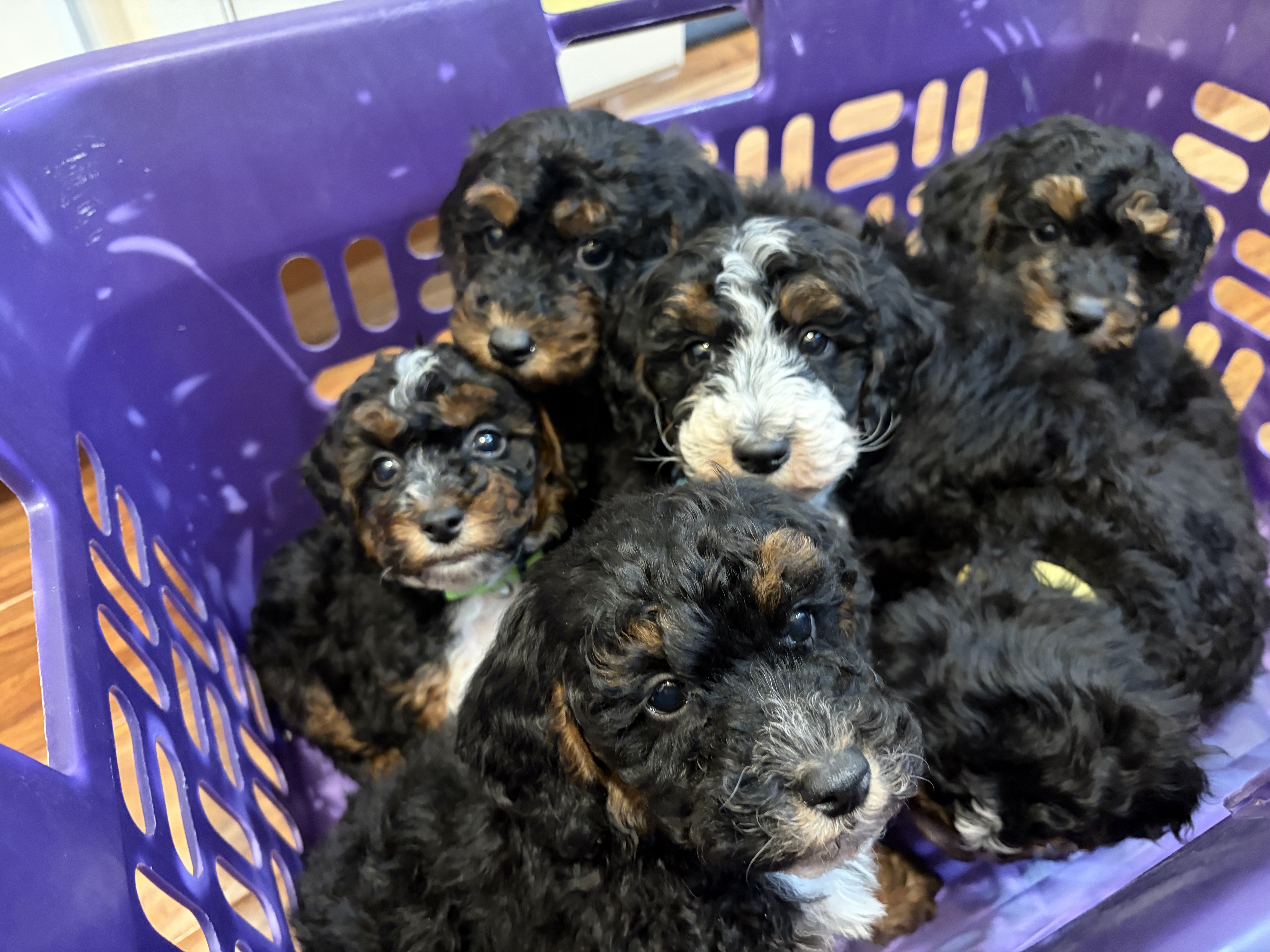 The Avengers Litter — Mountain Valley Poodles puppy photo 1