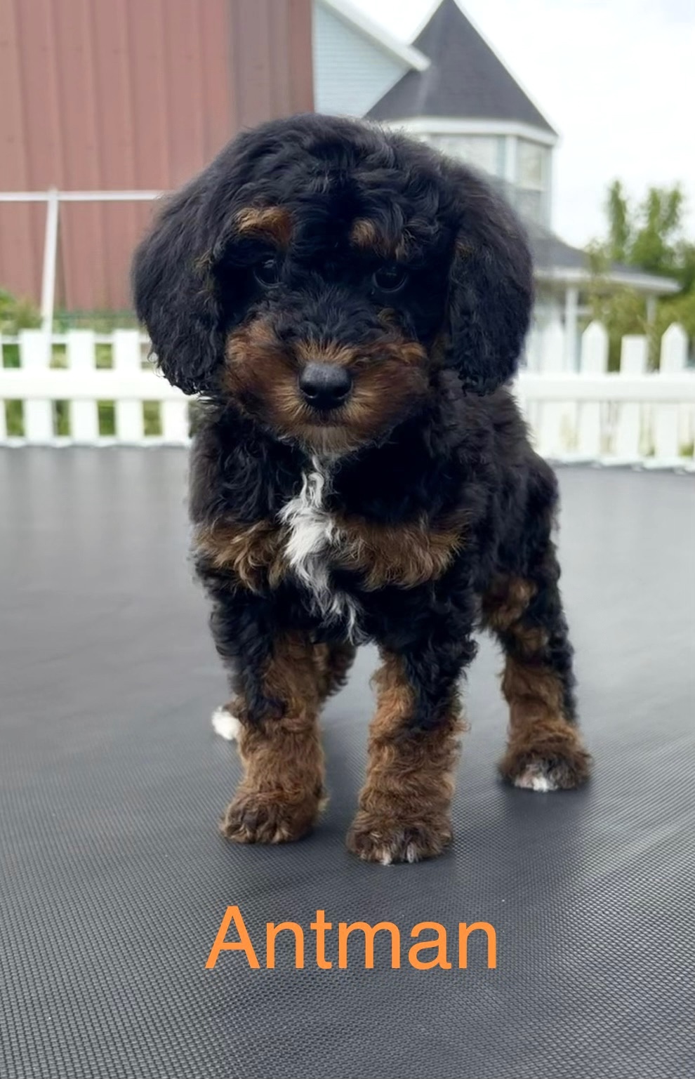 Ant-Man — Mountain Valley Poodles puppy photo 1