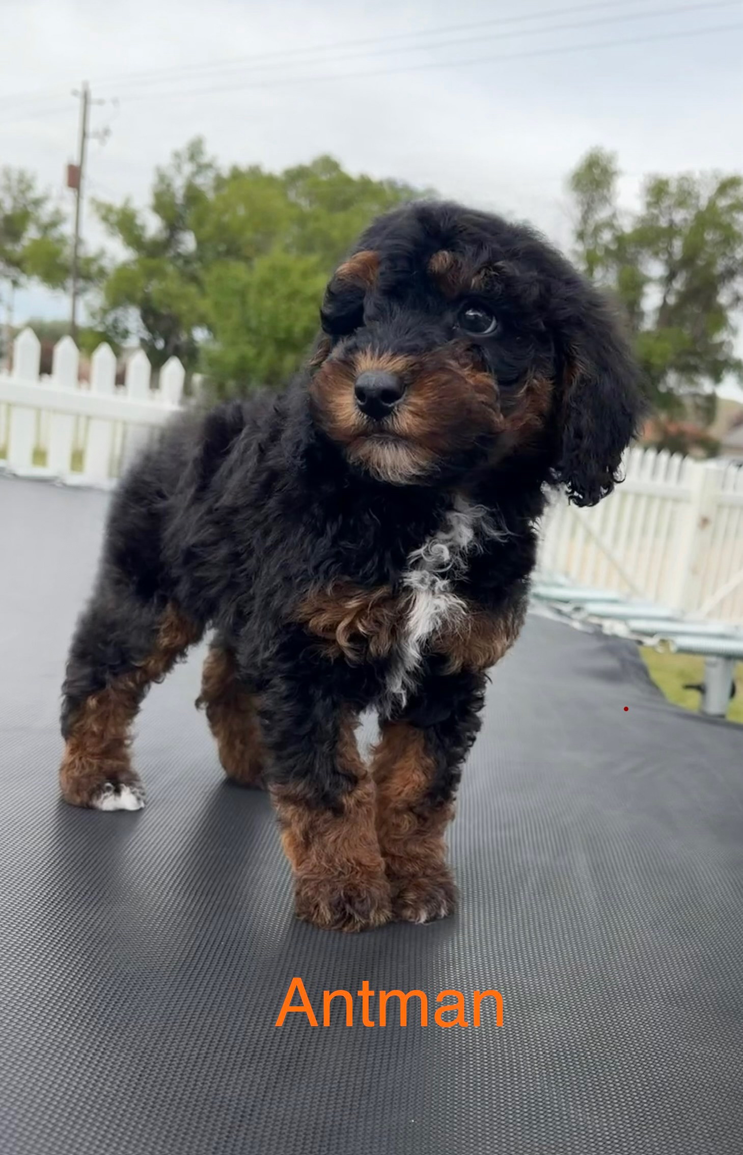 Ant-Man — Mountain Valley Poodles puppy photo 2