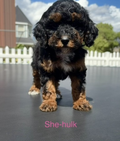 She-Hulk — Mountain Valley Poodles puppy photo 1