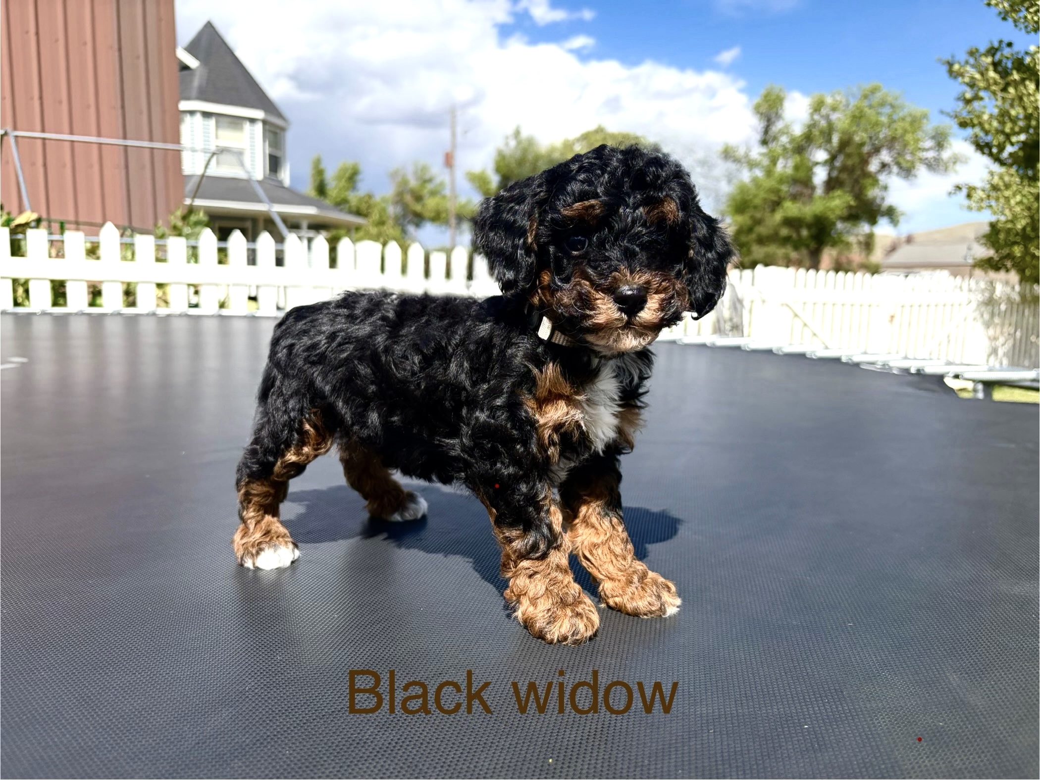 Black Widow — Mountain Valley Poodles puppy photo 2