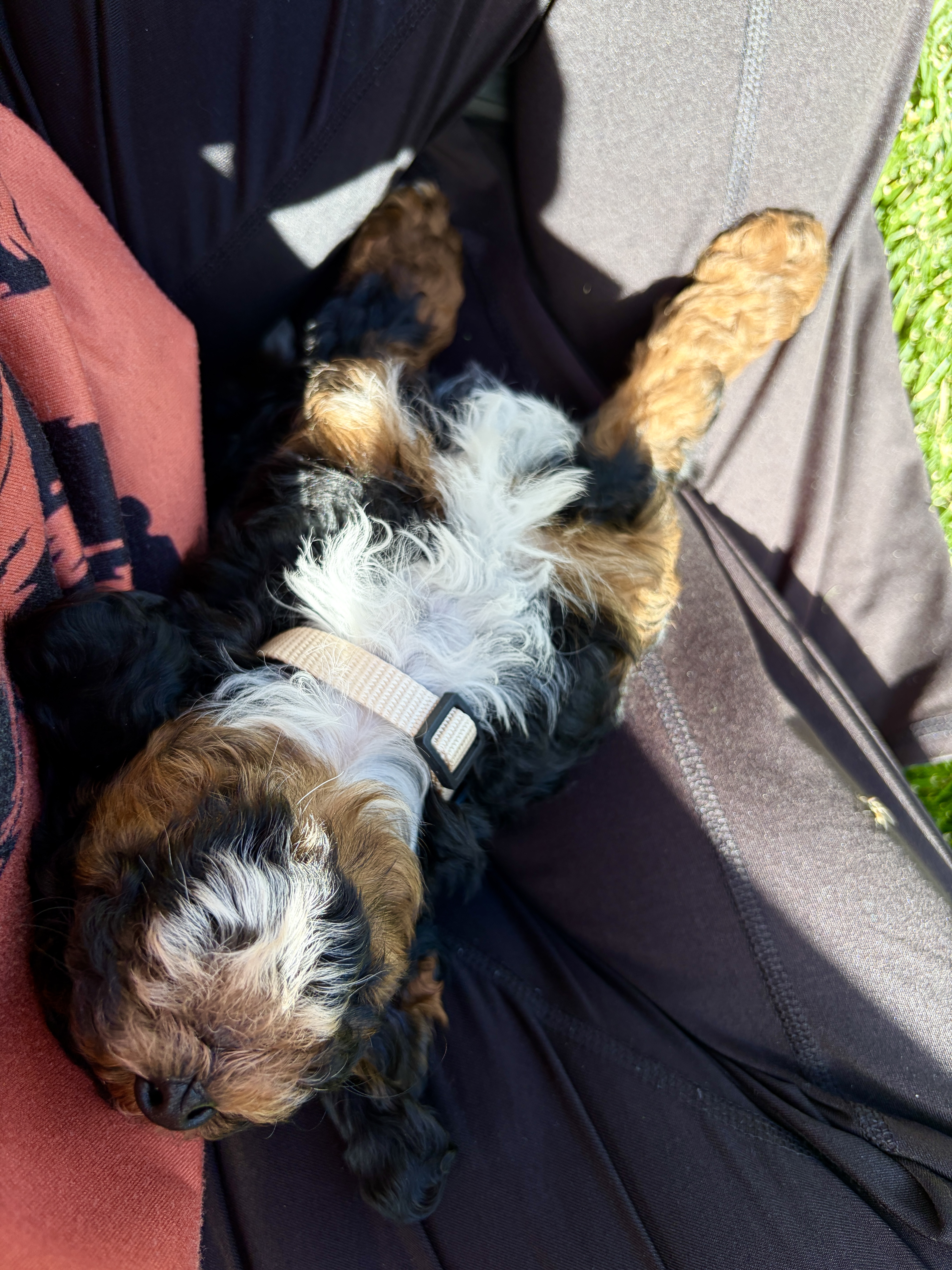 Black Widow — Mountain Valley Poodles puppy photo 3