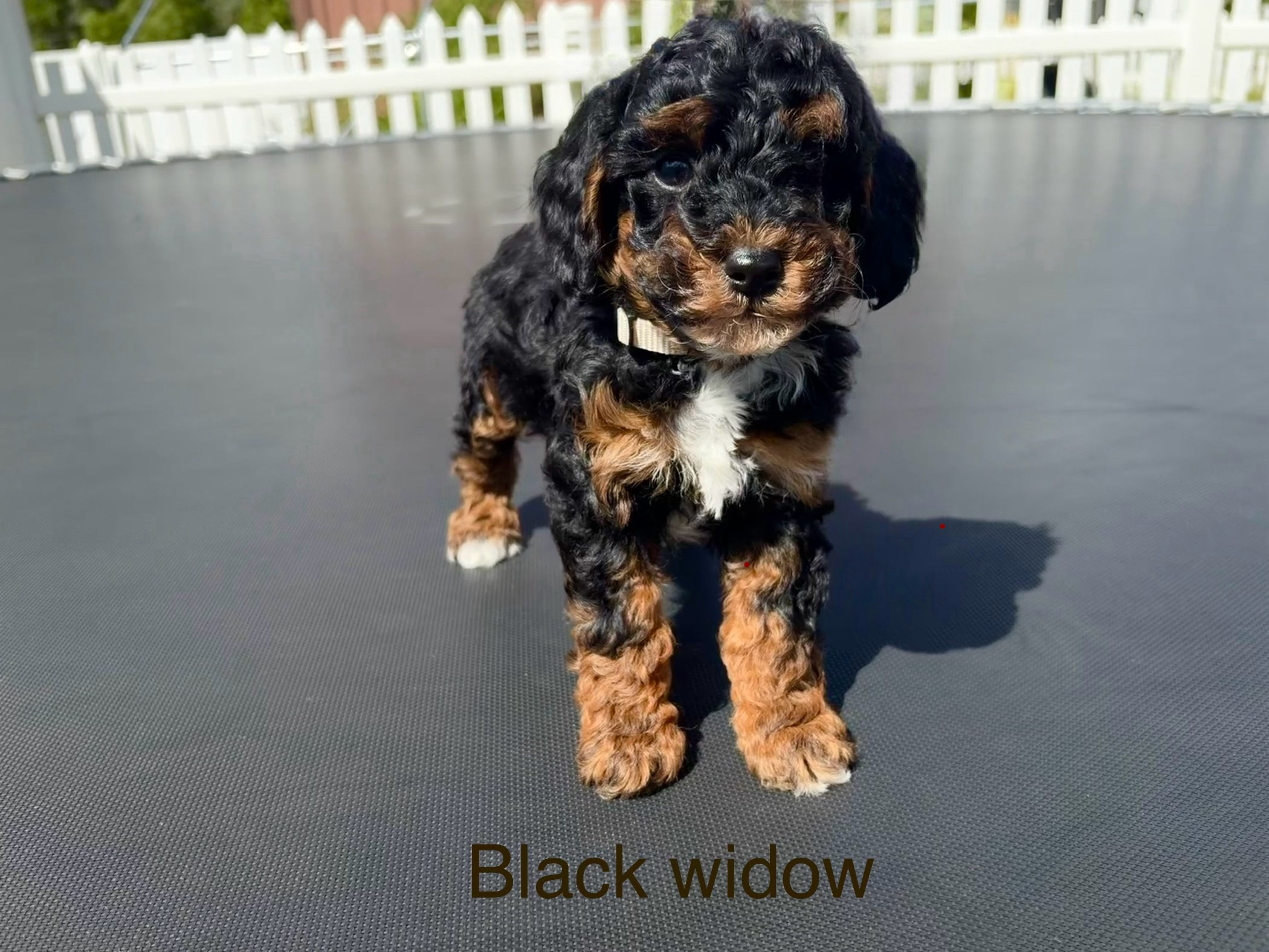 Black Widow — Mountain Valley Poodles puppy photo 1
