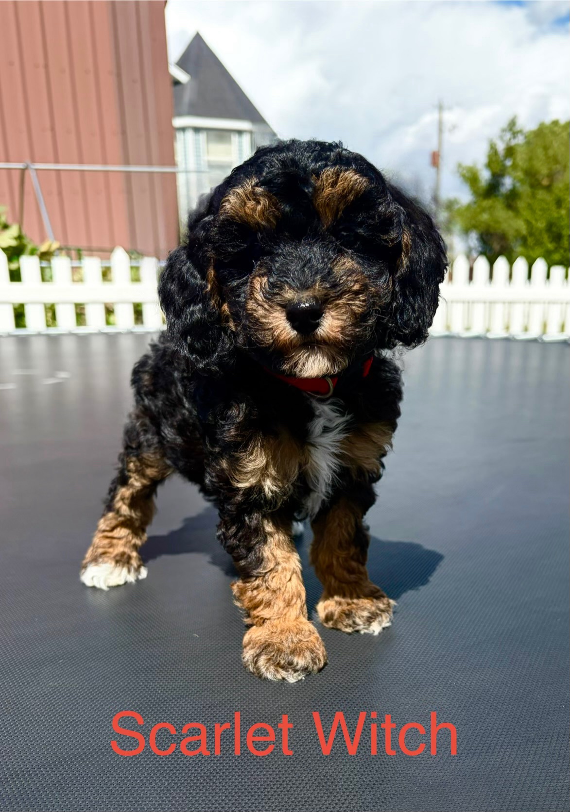 The Scarlet Witch — Mountain Valley Poodles puppy photo 1