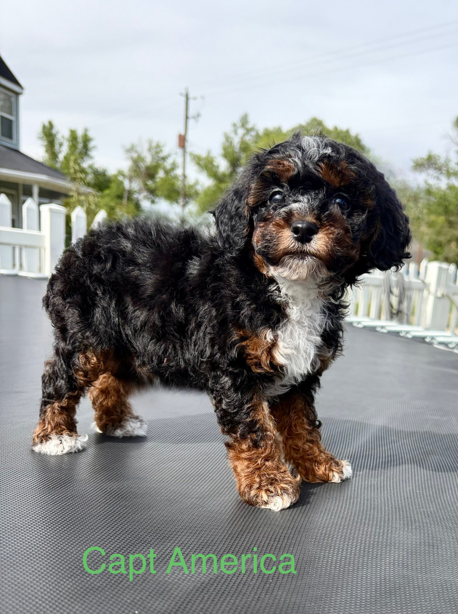 Captain America (Cap) — Mountain Valley Poodles puppy photo 1