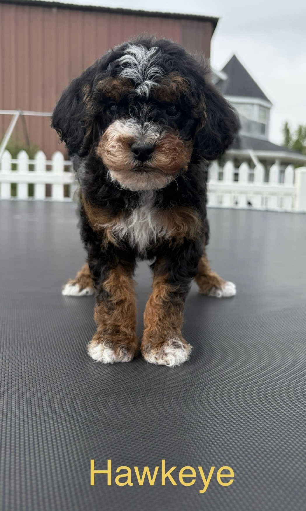 Hawkeye — Mountain Valley Poodles puppy photo 1