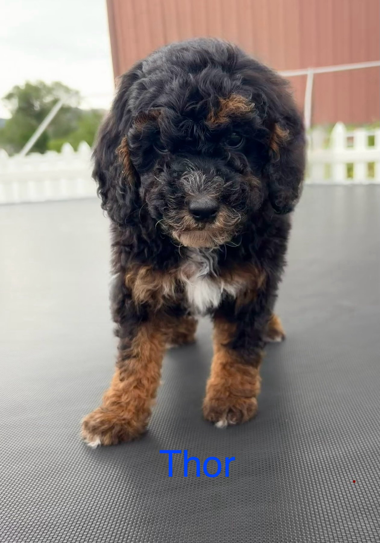 Thor — Mountain Valley Poodles puppy photo 1