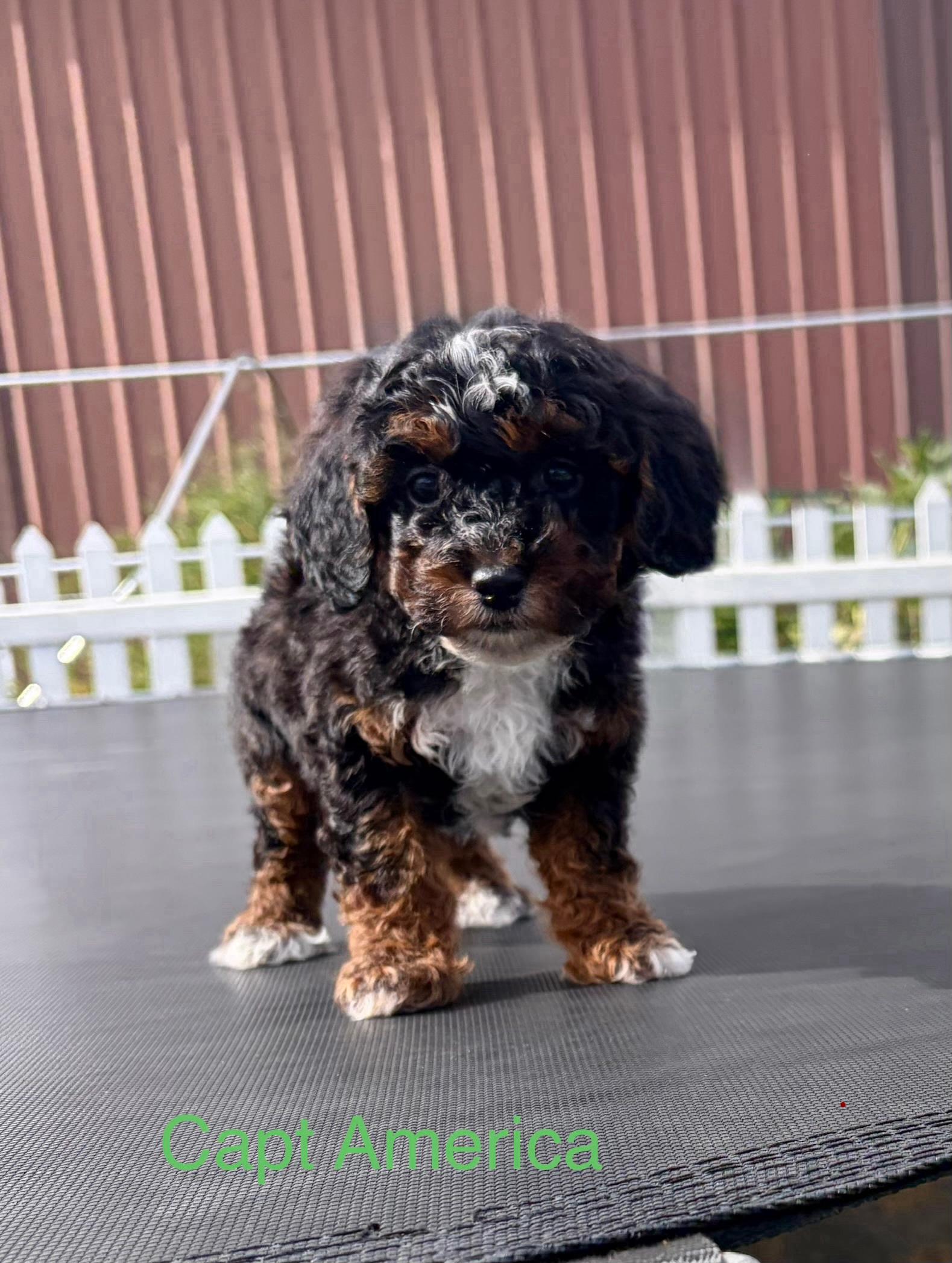 Captain America (Cap) — Mountain Valley Poodles puppy photo 3