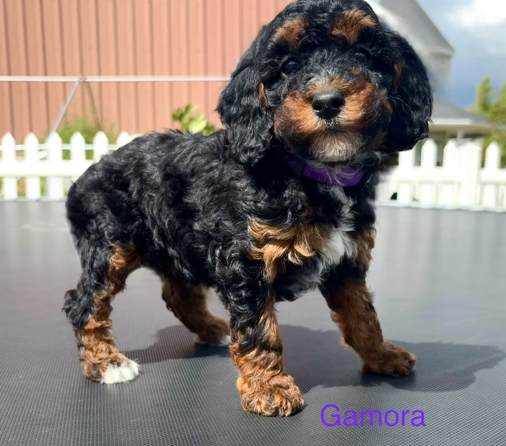 Gamora — Mountain Valley Poodles puppy photo 2
