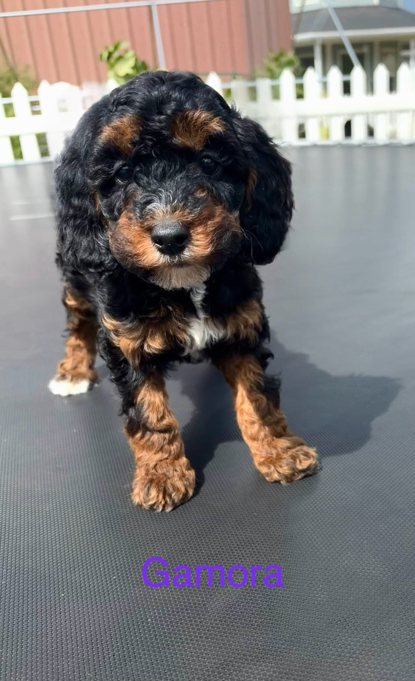 Gamora — Mountain Valley Poodles puppy photo 1