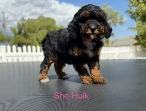 She-Hulk — Mountain Valley Poodles puppy photo 2