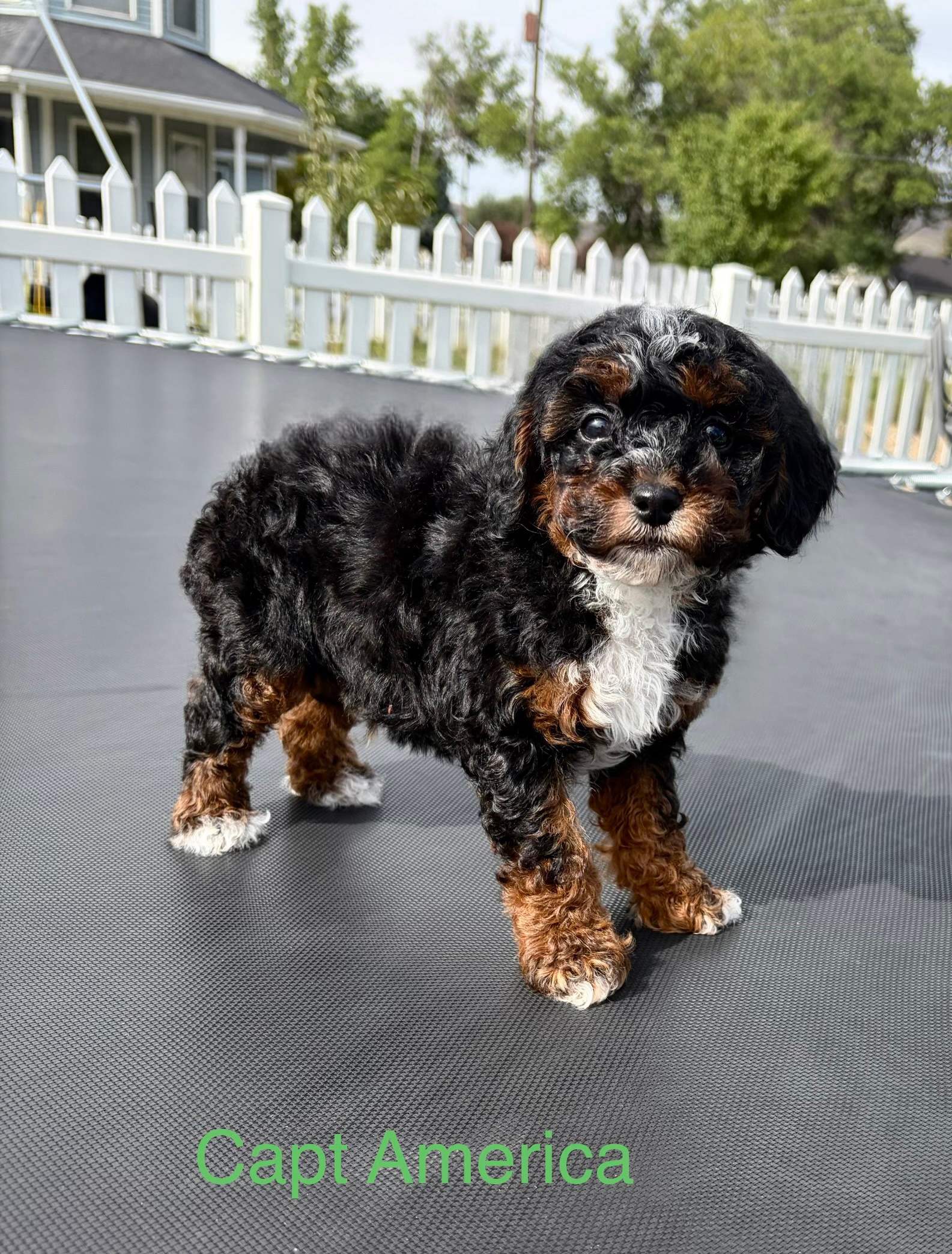 Captain America (Cap) — Mountain Valley Poodles puppy photo 2