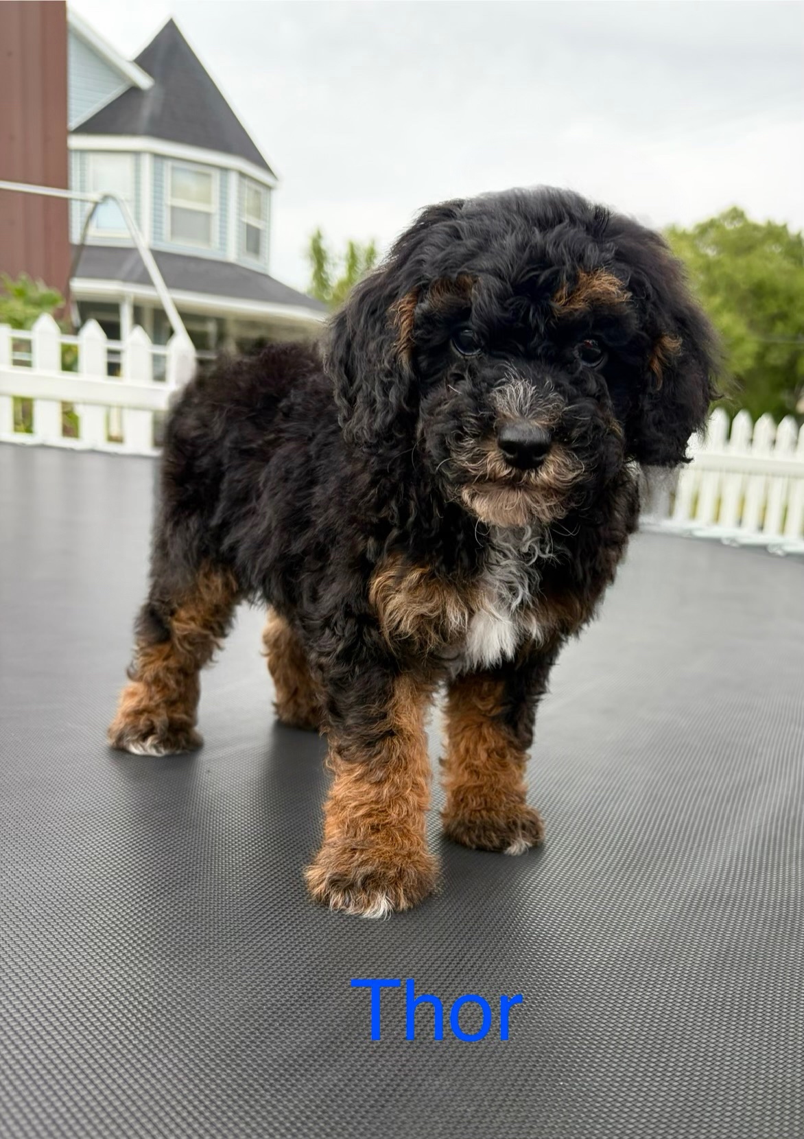 Thor — Mountain Valley Poodles puppy photo 2