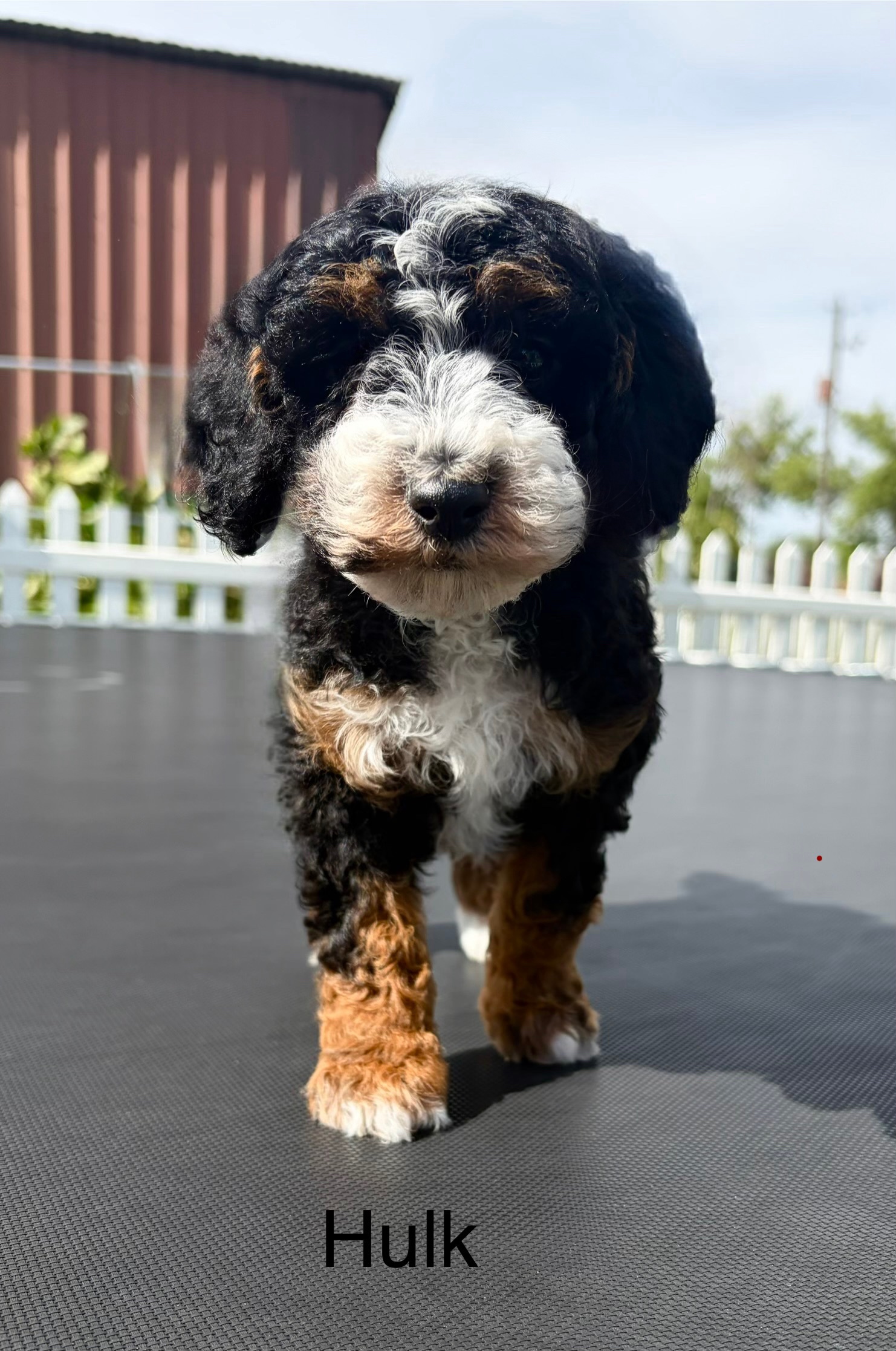Incredible Hulk — Mountain Valley Poodles puppy photo 3