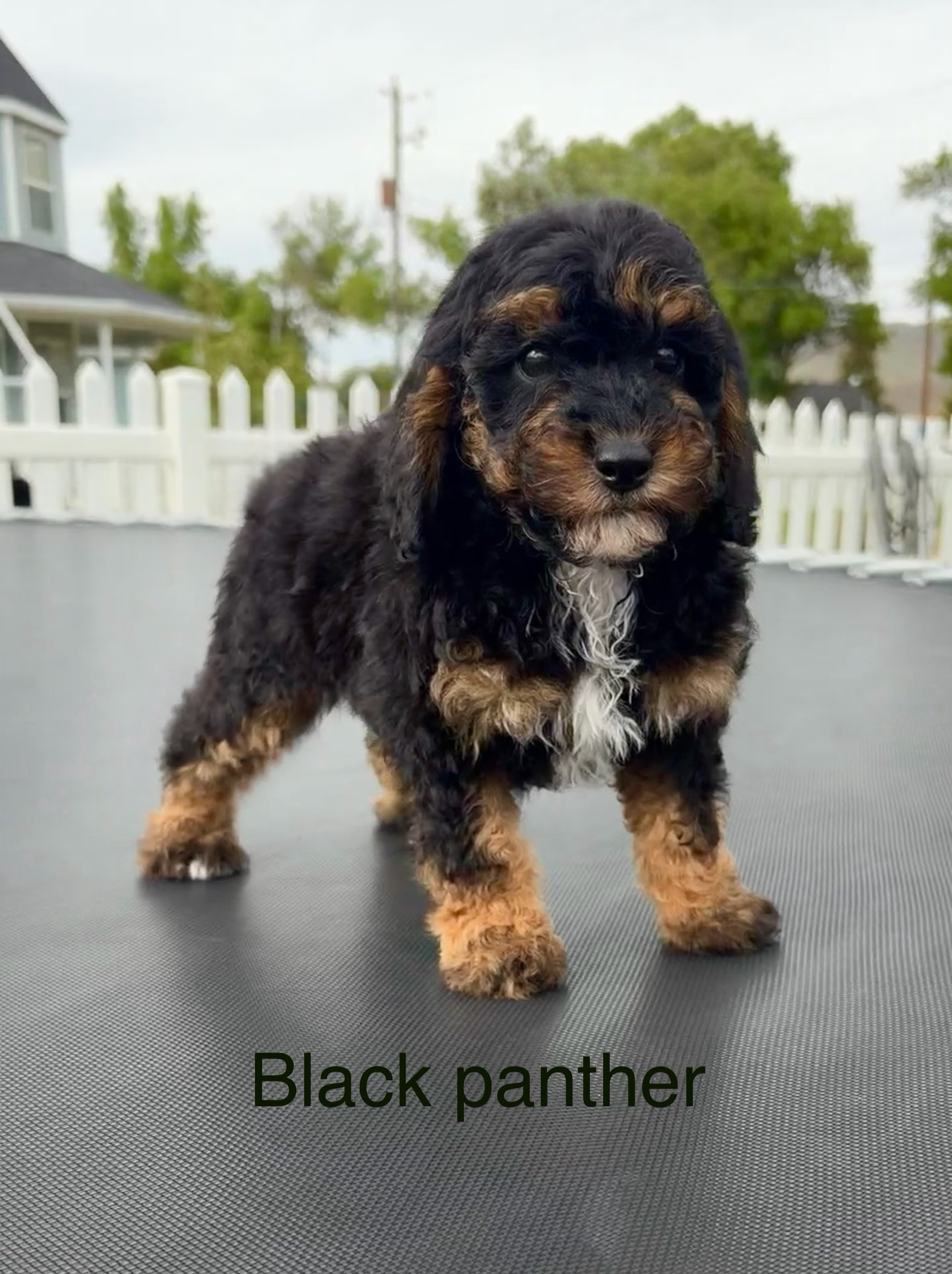 Black Panther — Mountain Valley Poodles puppy photo 1