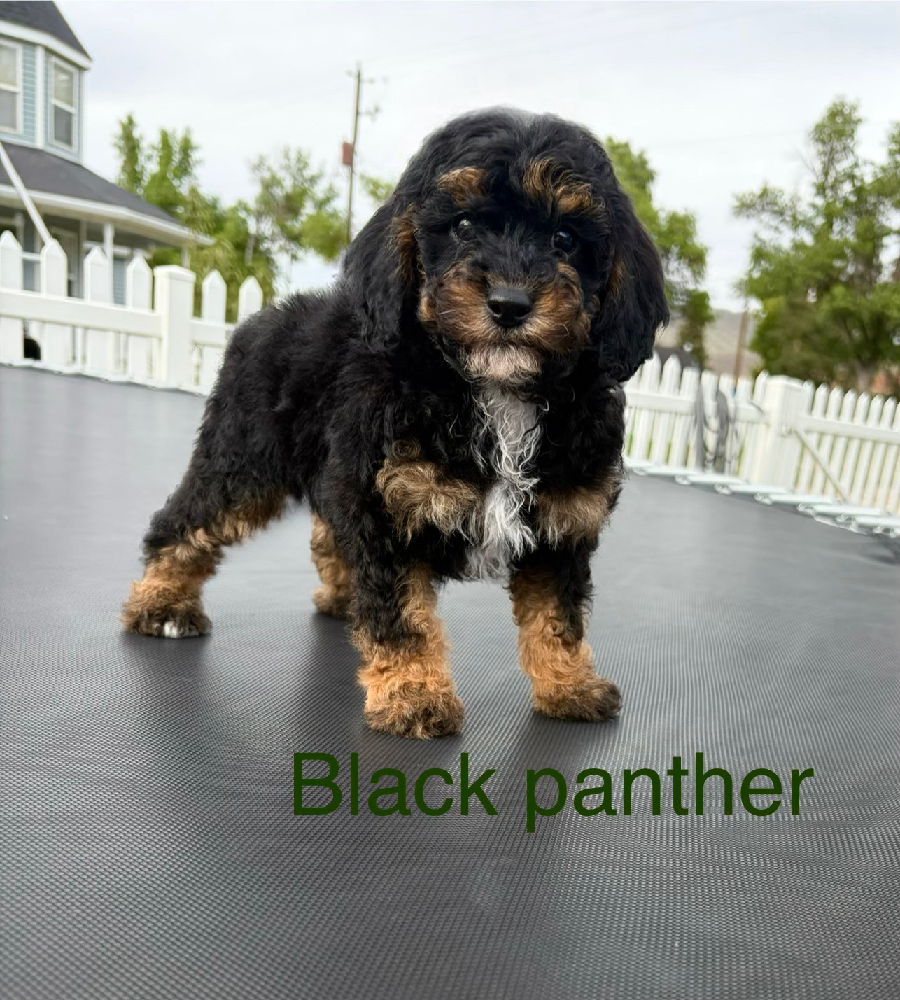 Black Panther — Mountain Valley Poodles puppy photo 2