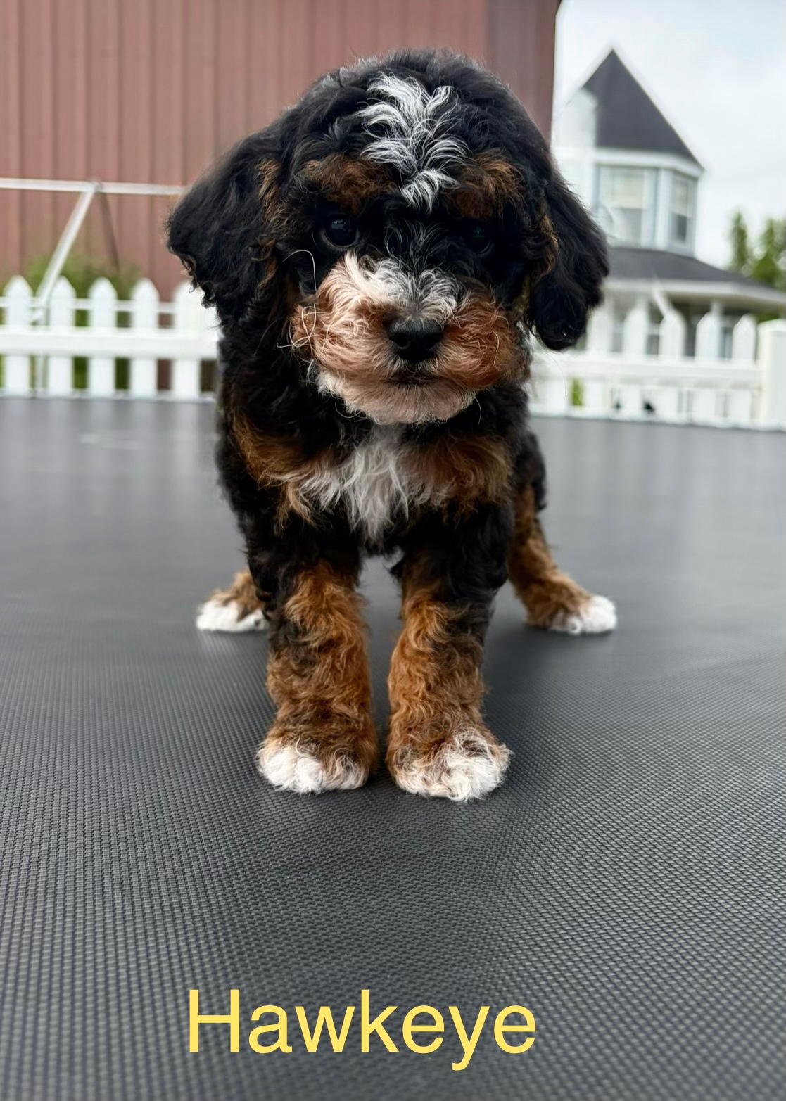 Hawkeye — Mountain Valley Poodles puppy photo 2