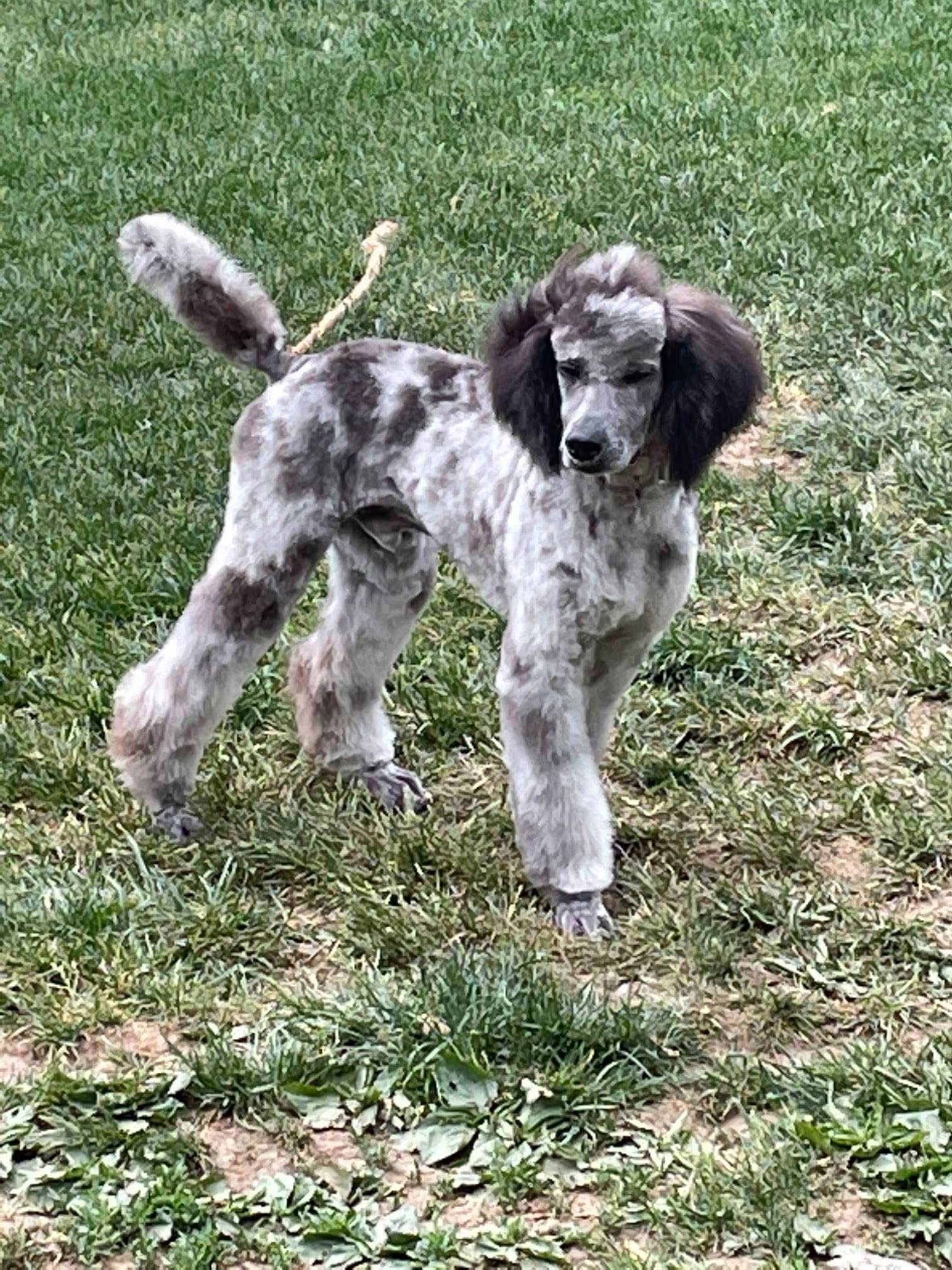 Grayson, a blue merle small standard Poodle