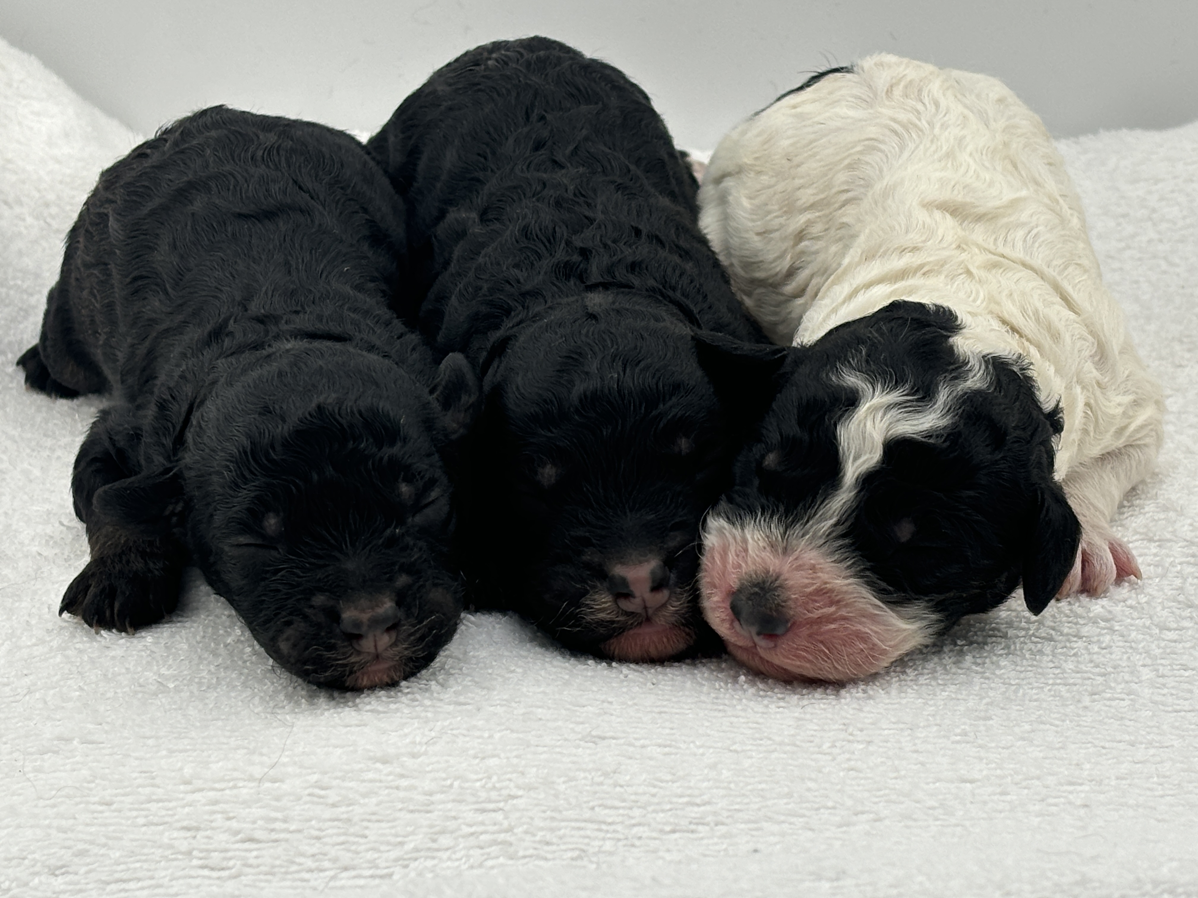 Poppy and Teddy's litter — two girls and one boy Moyen Poodle puppies together