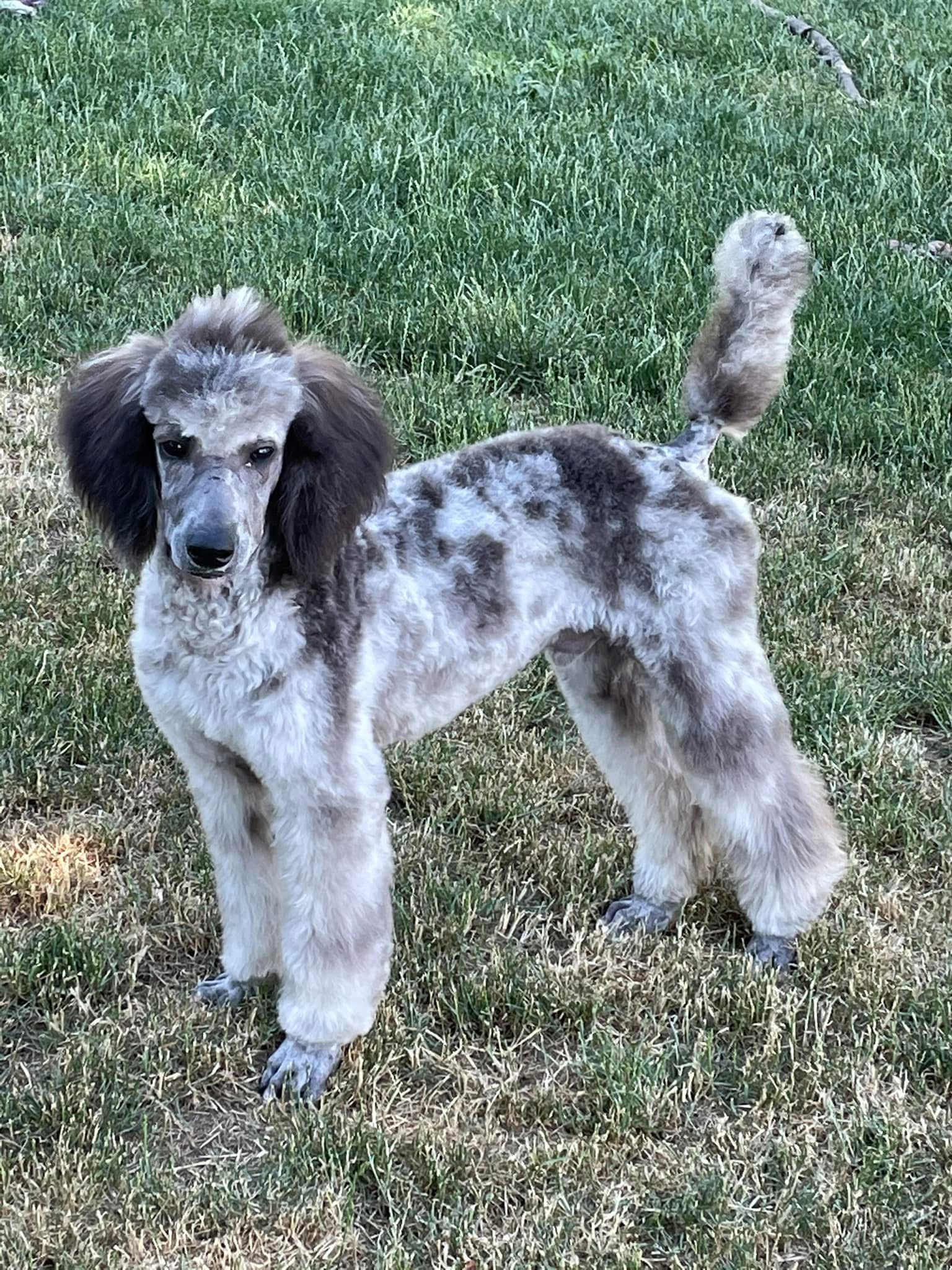 Grayson, a blue merle small standard Poodle