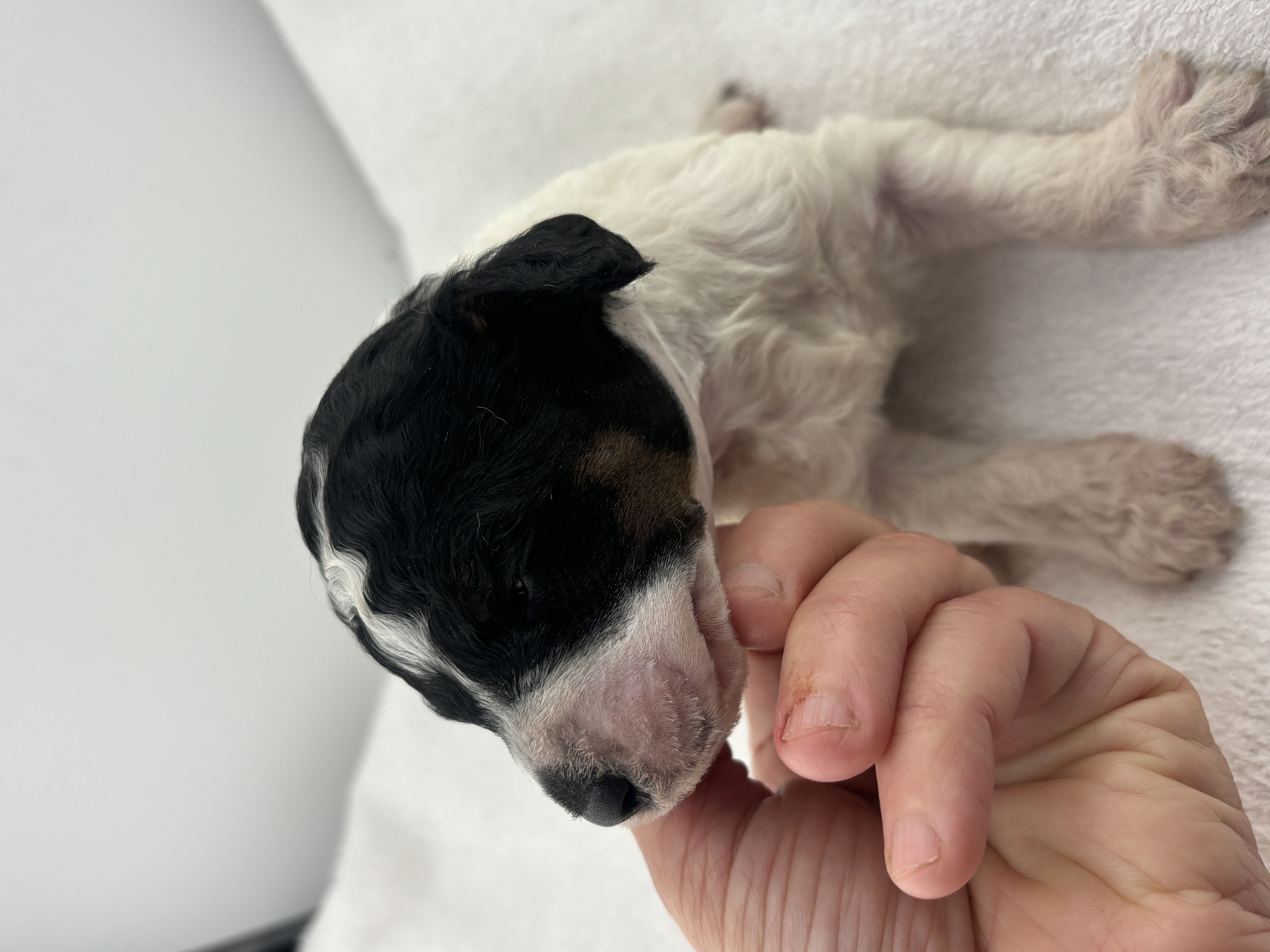 Franklin 6