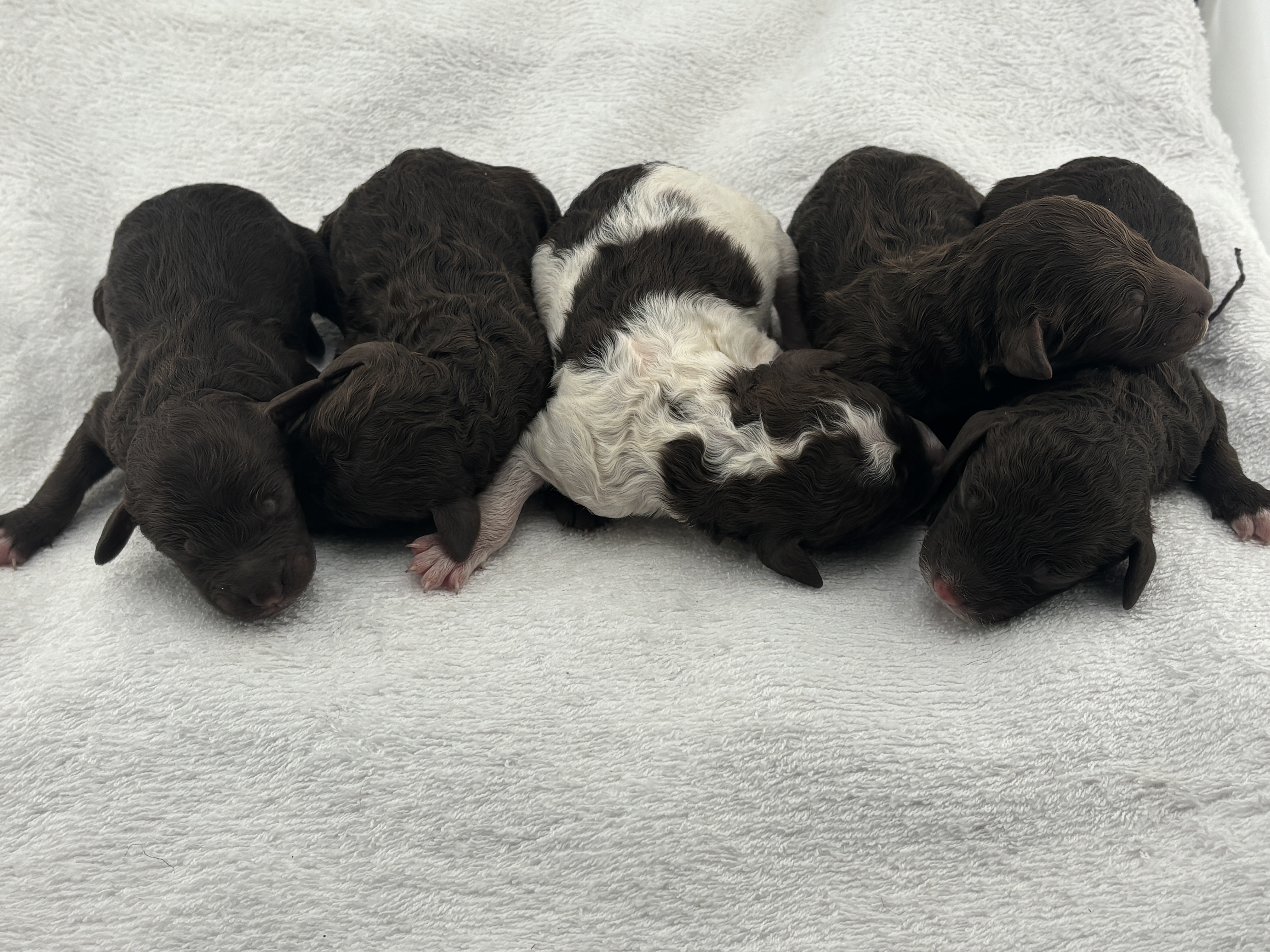 Leah and Teddy's litter of Moyen Poodle puppies together