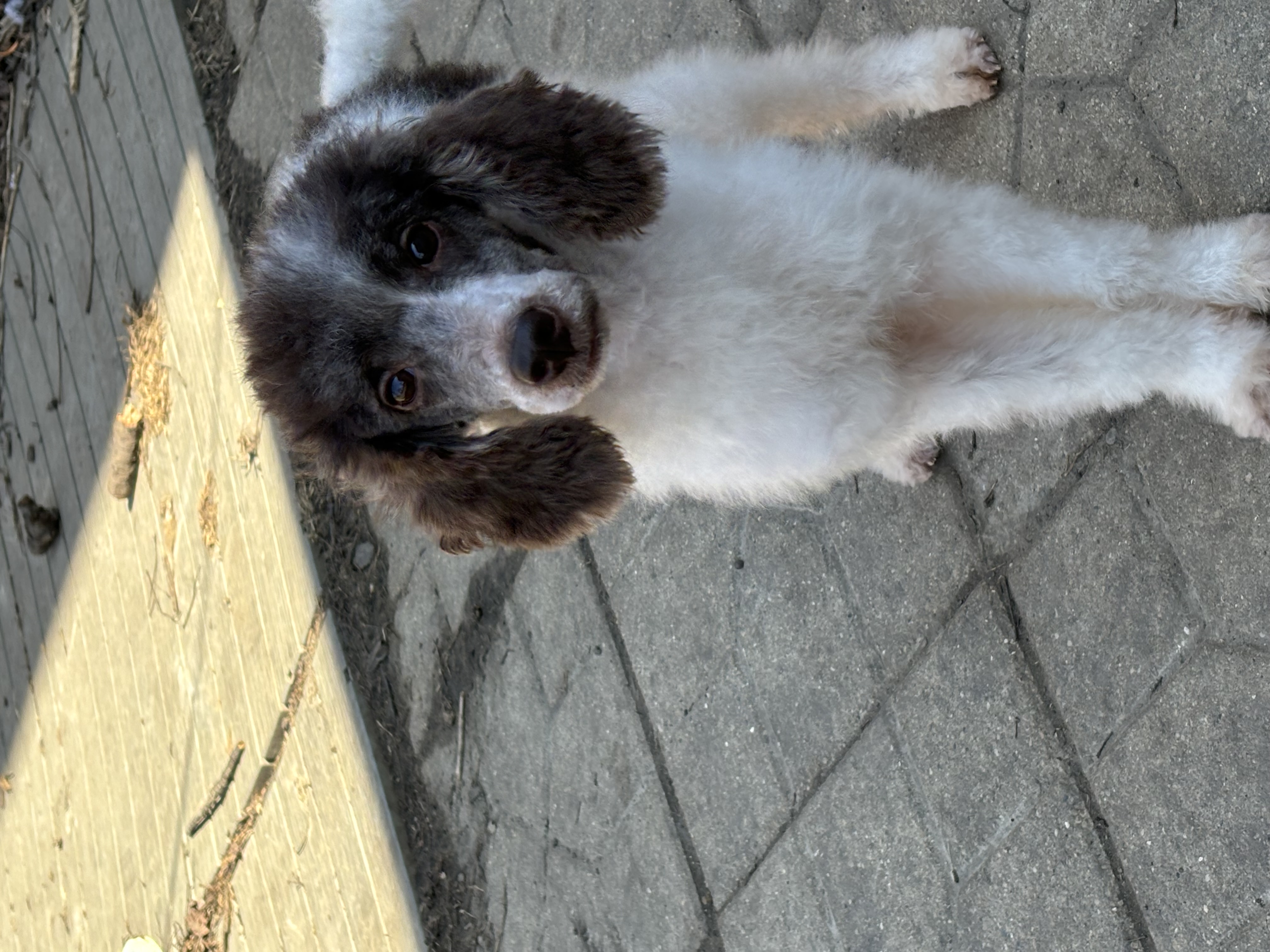 Labor Day Litter 4