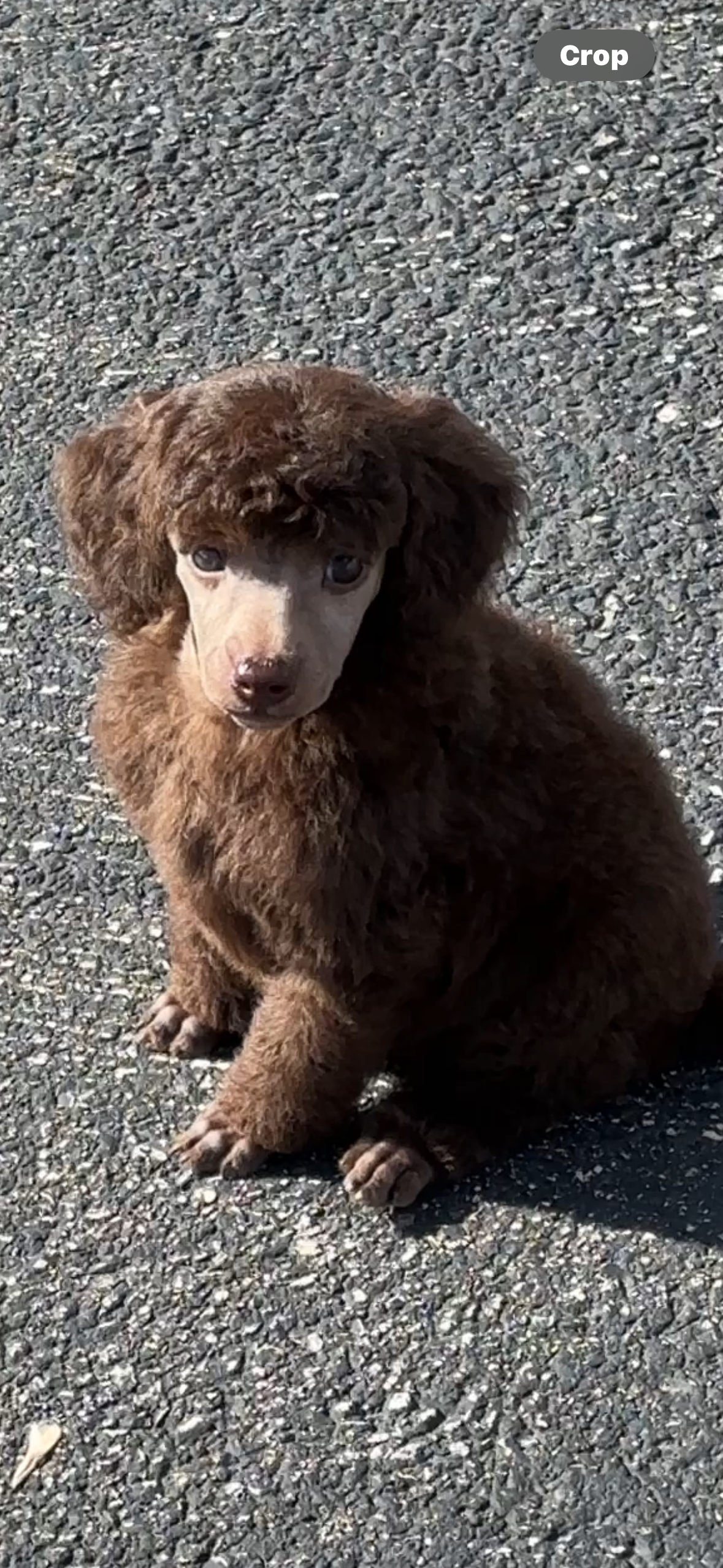 Molly