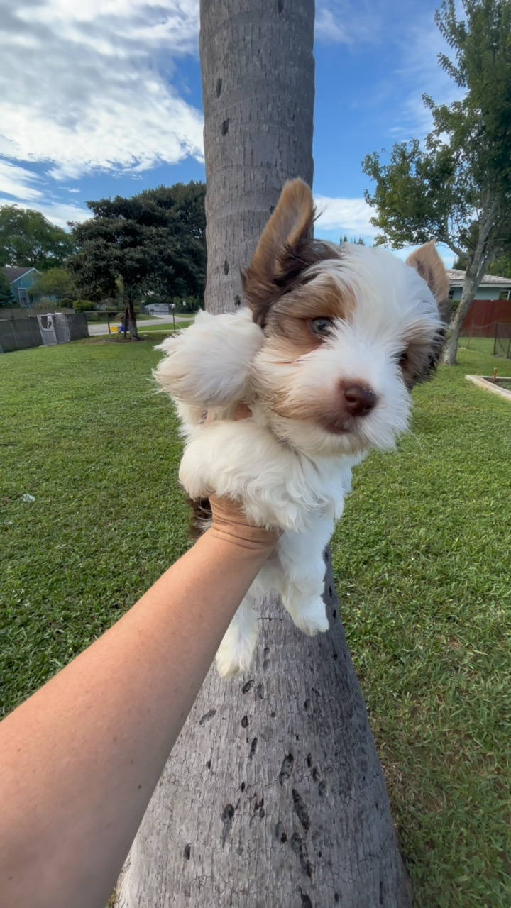 XOXO Yorkie