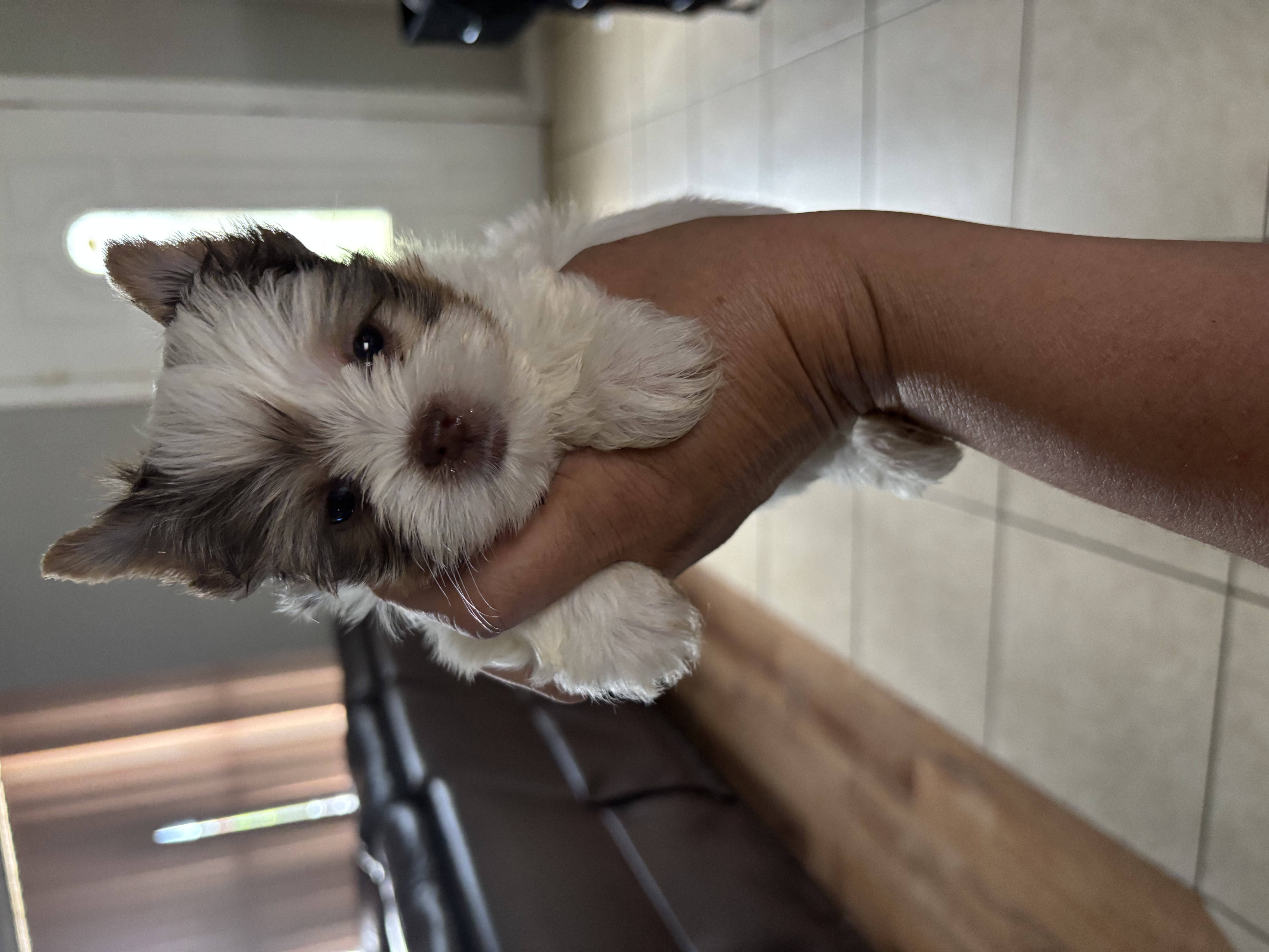 XOXO Yorkie