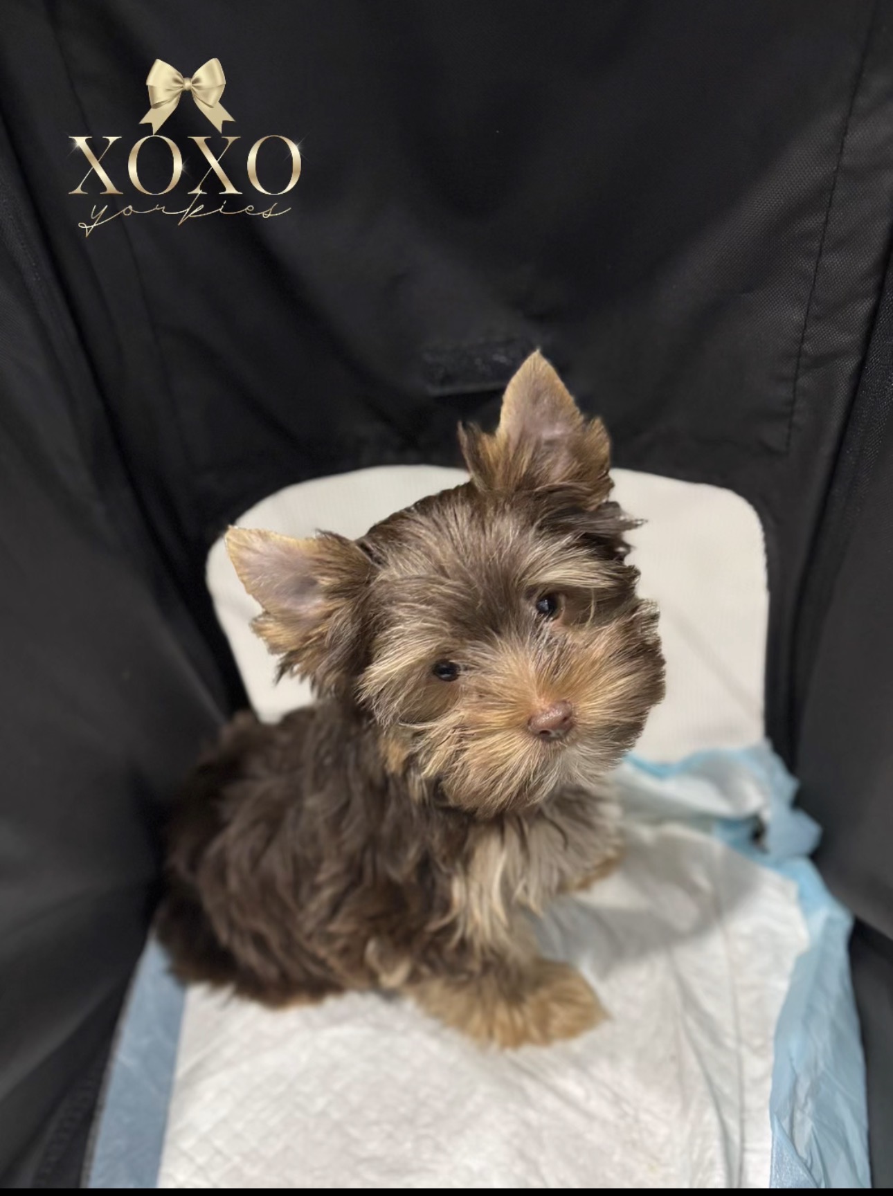 Trenton — Chocolate and Tan Yorkie
