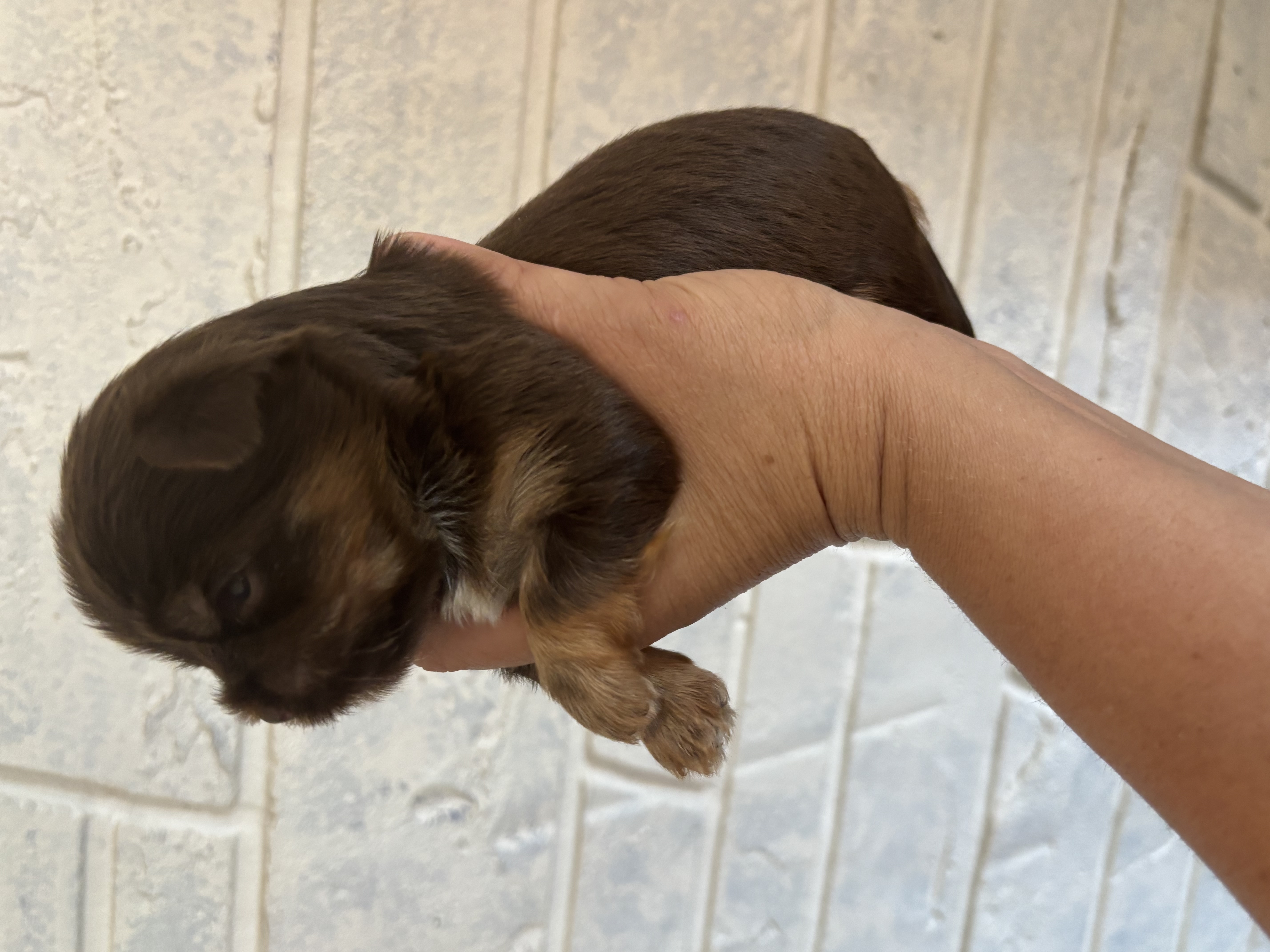 XOXO Yorkie
