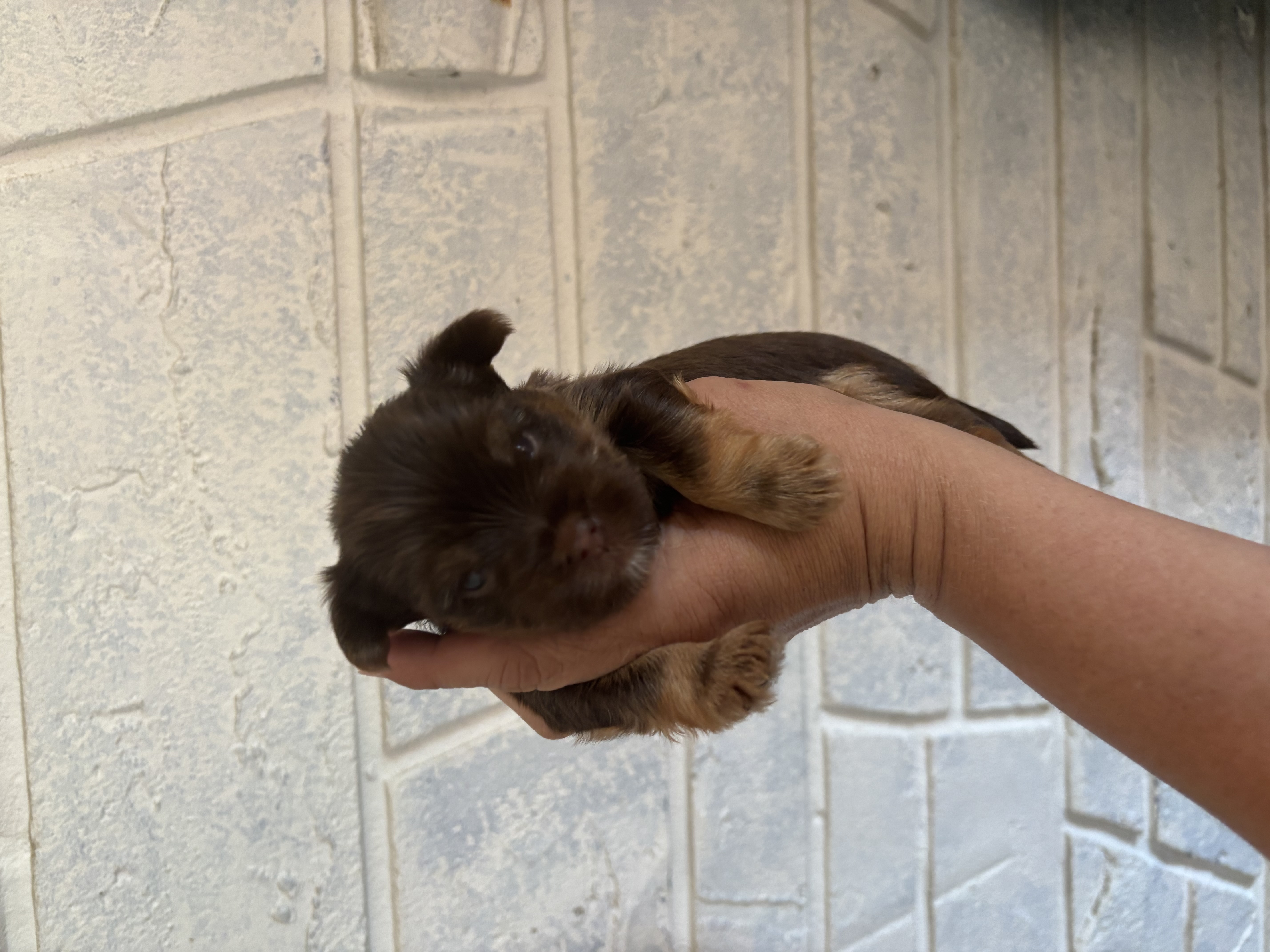 Trenton — Chocolate and Tan Yorkie puppy at XOXO Yorkies