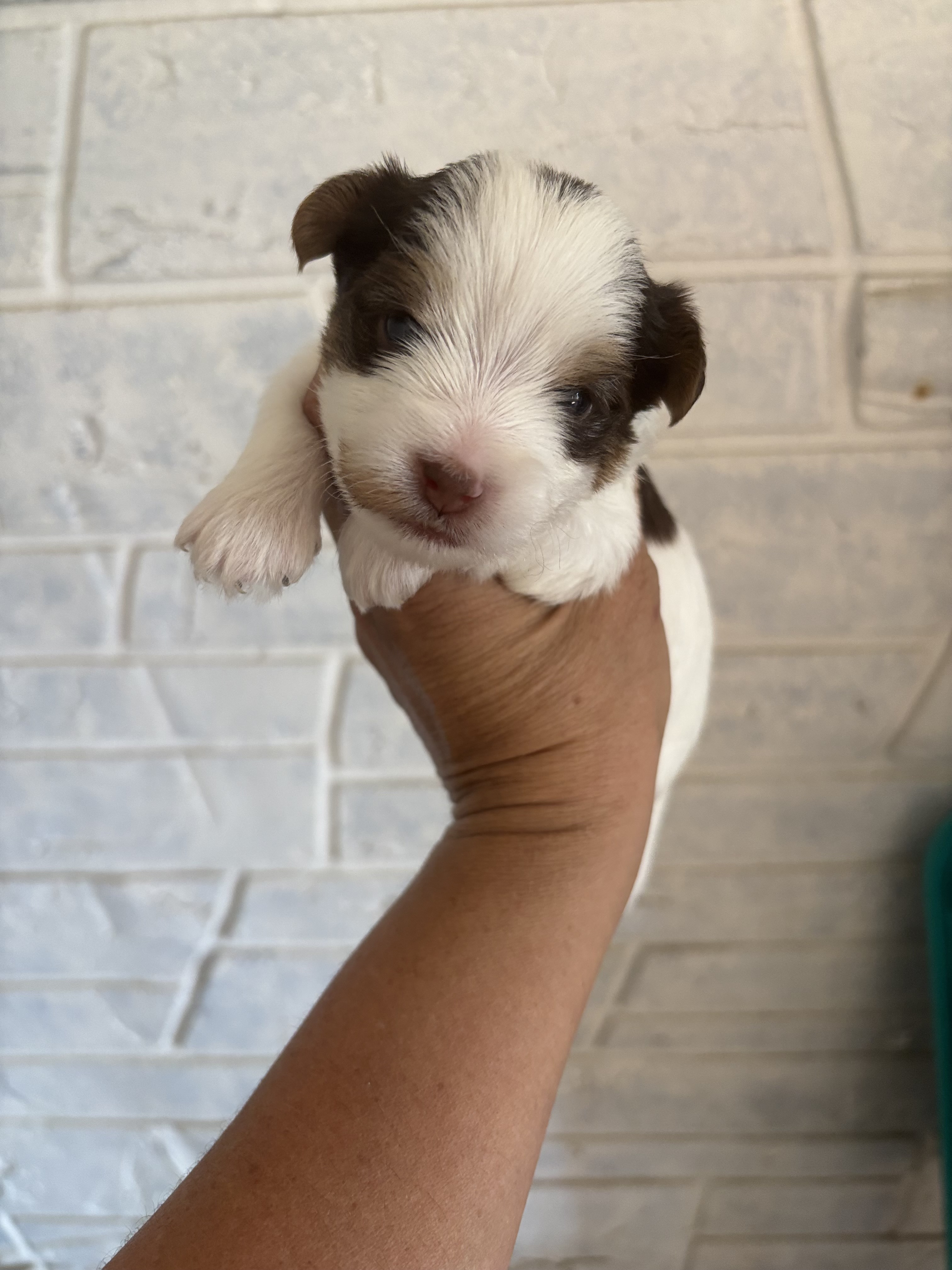 Lincoln — Chocolate Parti Yorkie
