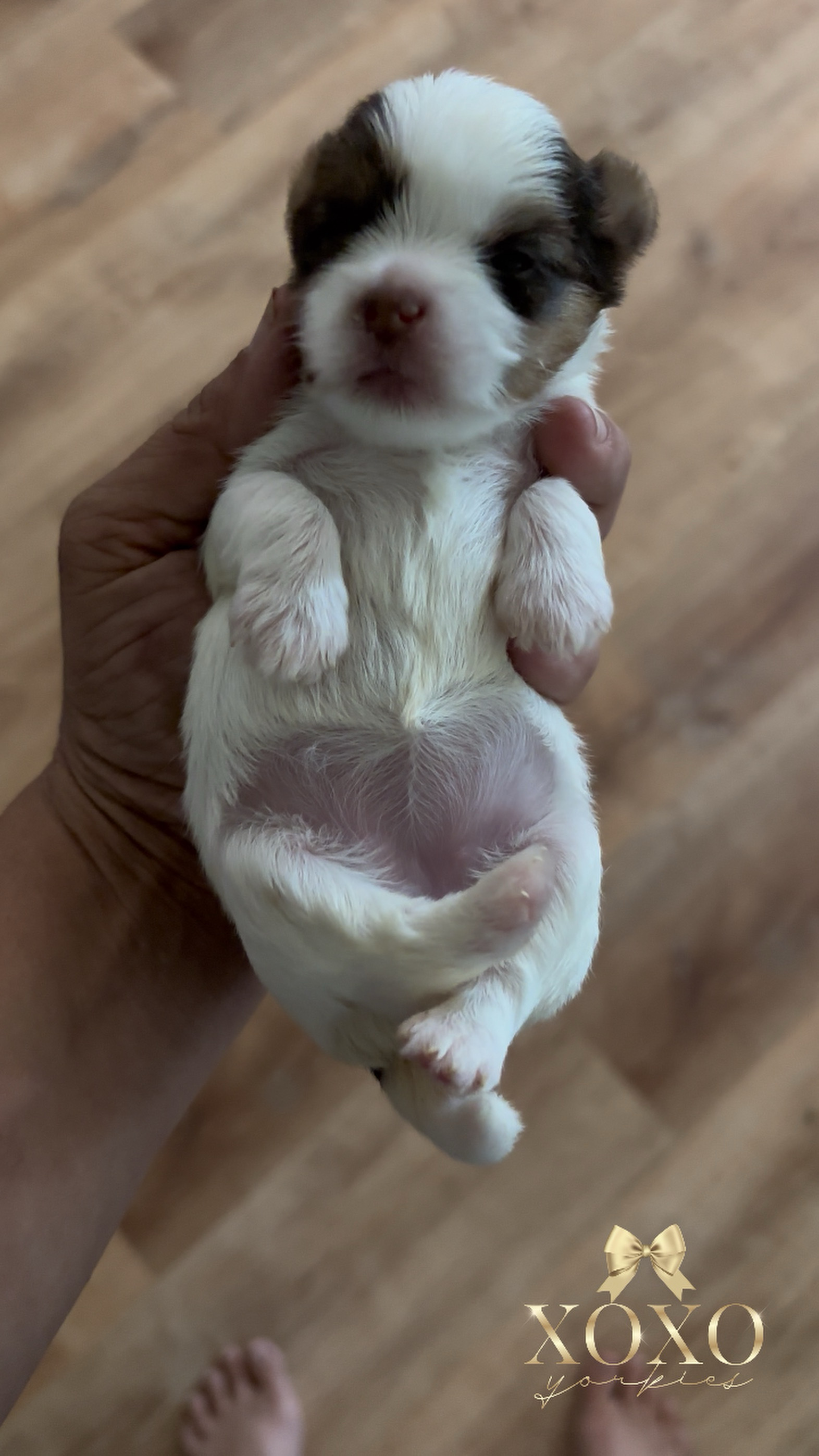 XOXO Yorkie