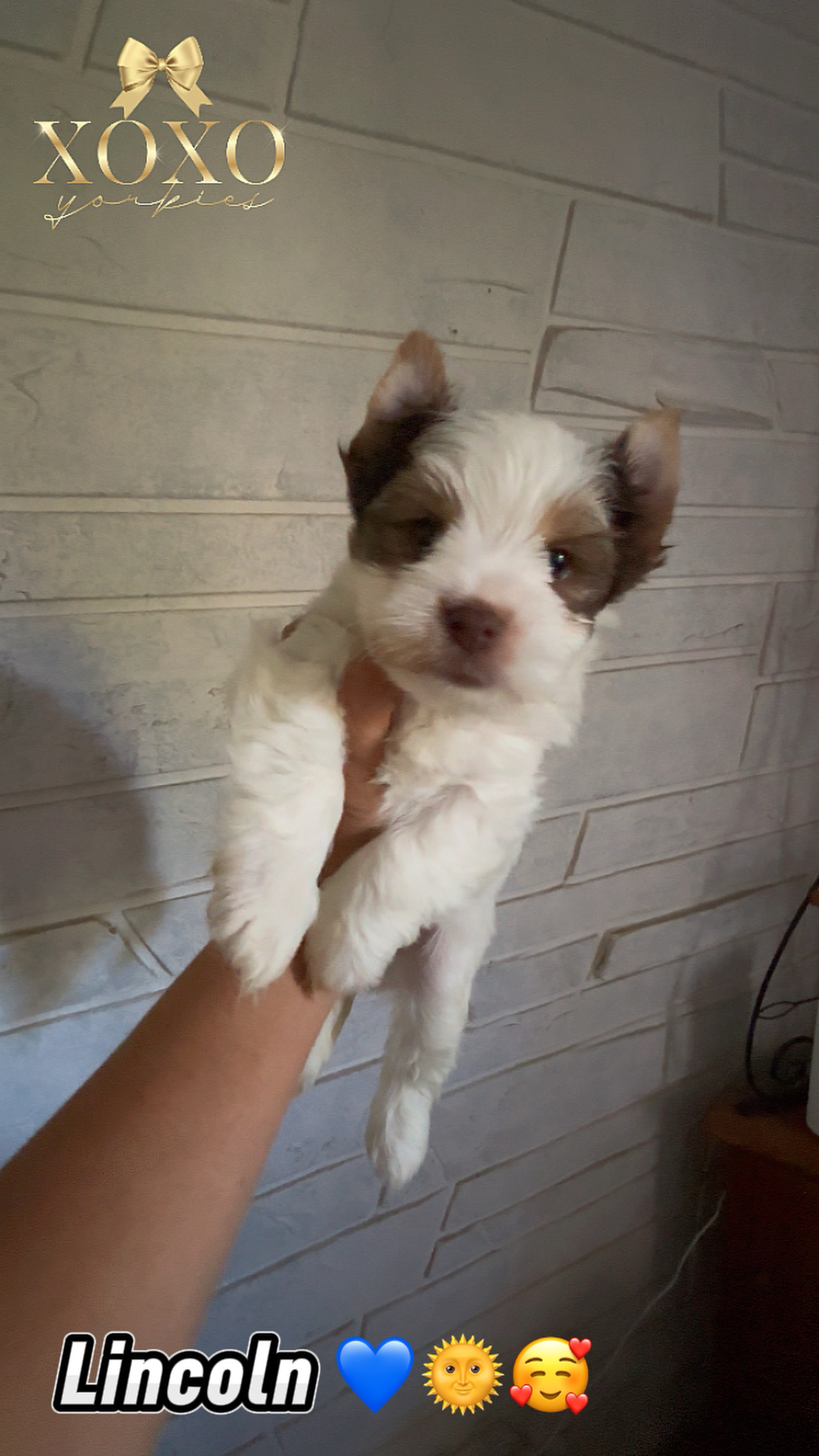 Lincoln — Chocolate Parti Yorkie