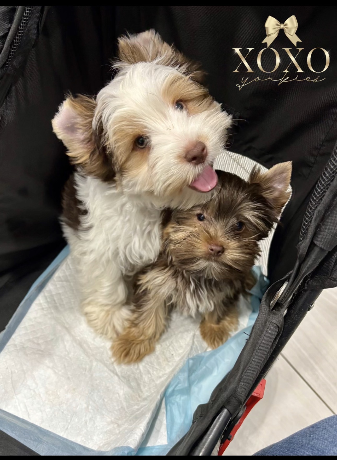 Lincoln — Chocolate Parti Yorkie