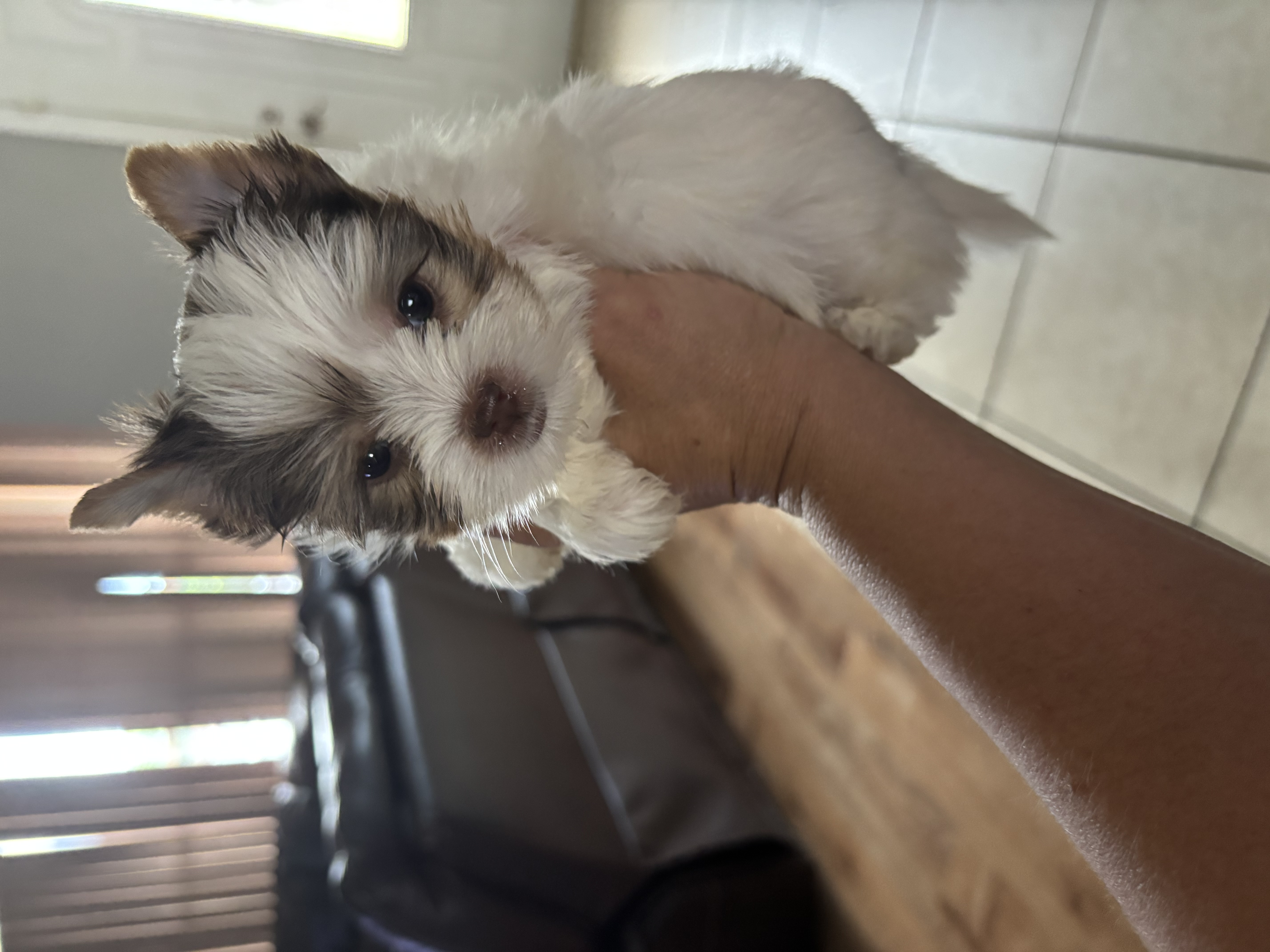 Abigail — Chocolate Parti Yorkie puppy at XOXO Yorkies