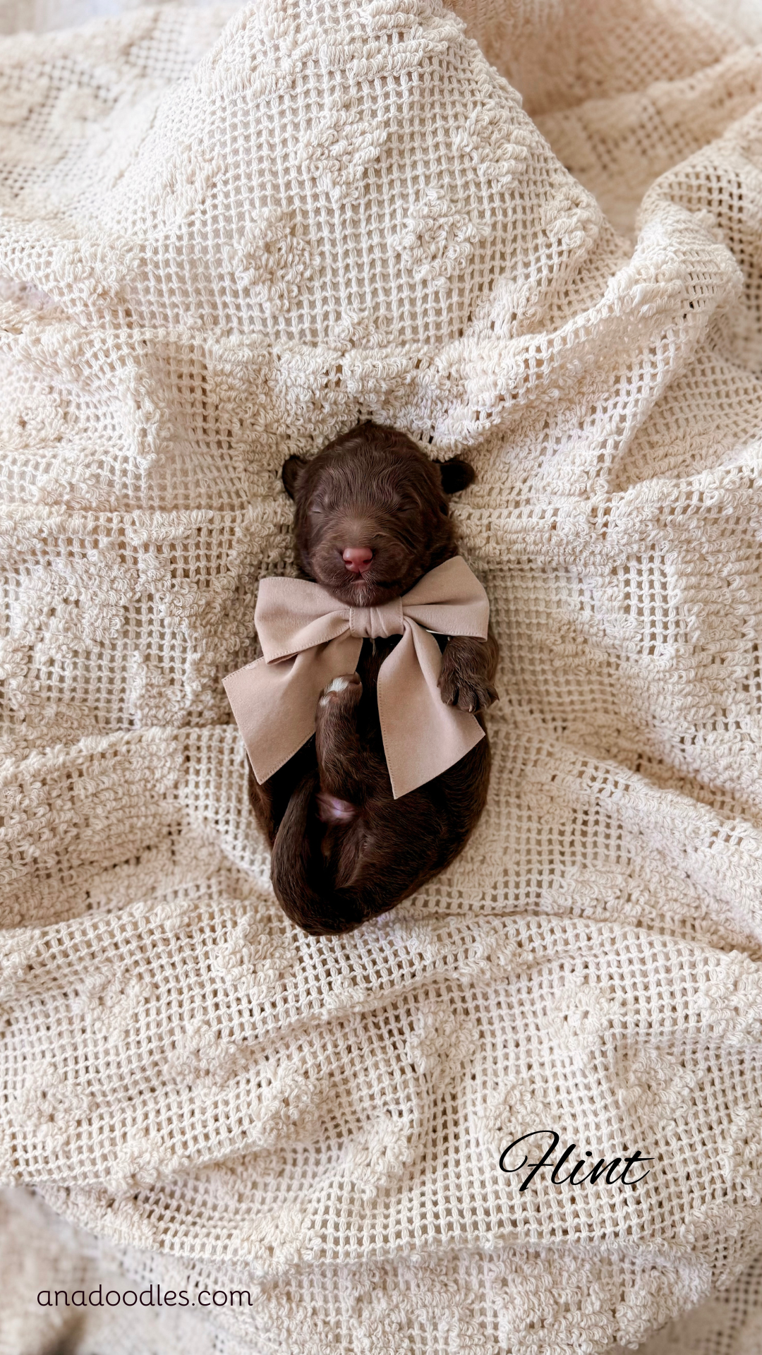 Flint, male Chocolate Abstract Bernedoodle puppy