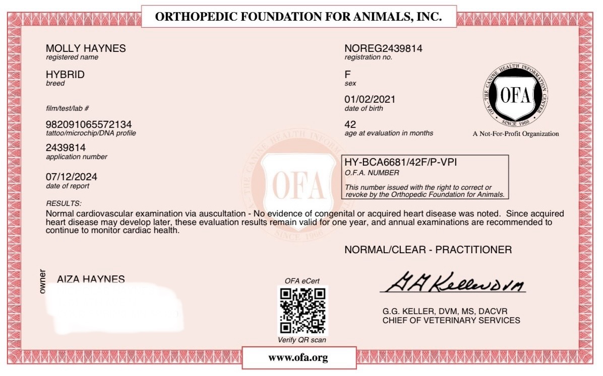 Molly — OFA cardiac exam
