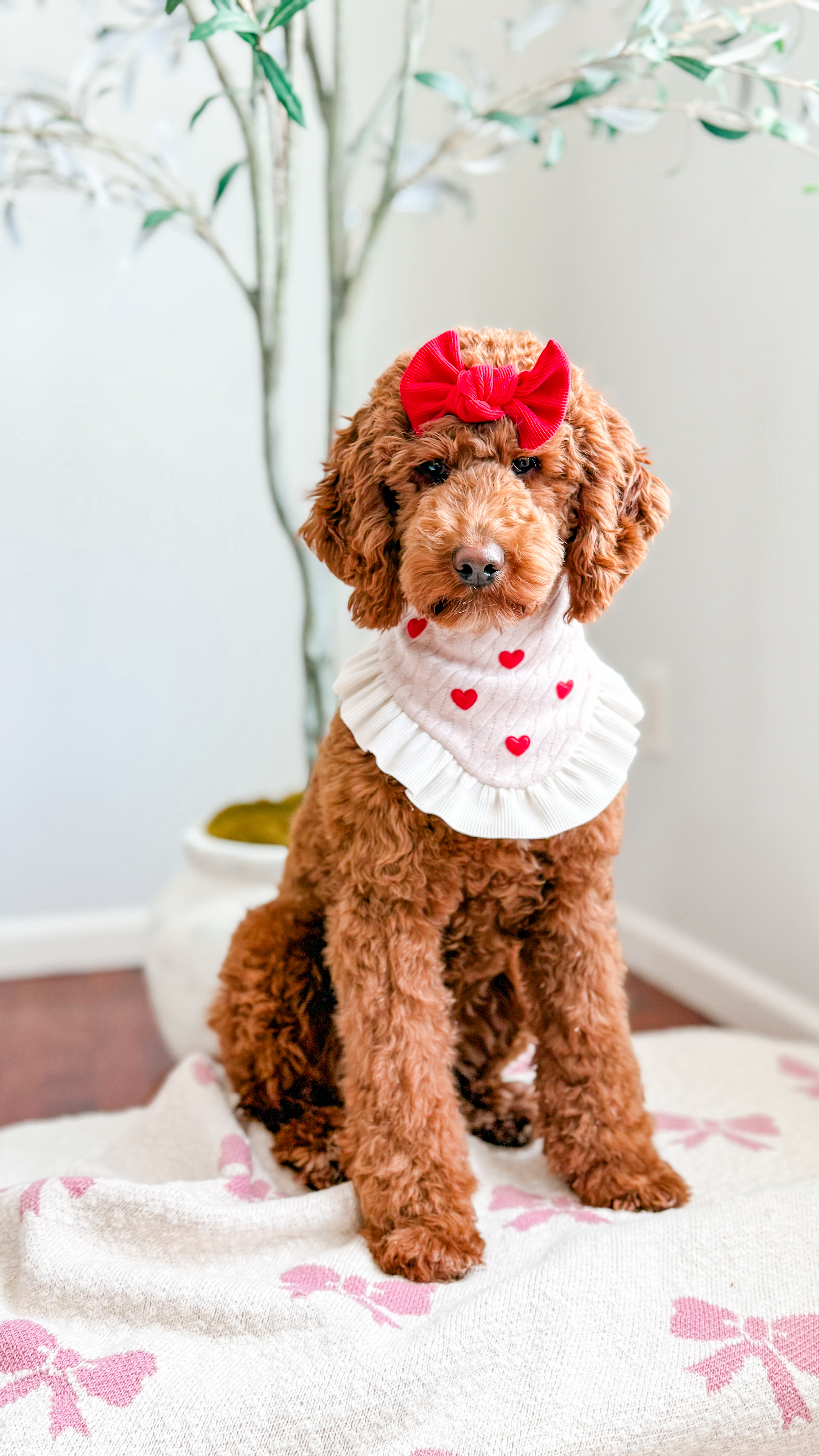 Mila, Multigen Mini Goldendoodle
