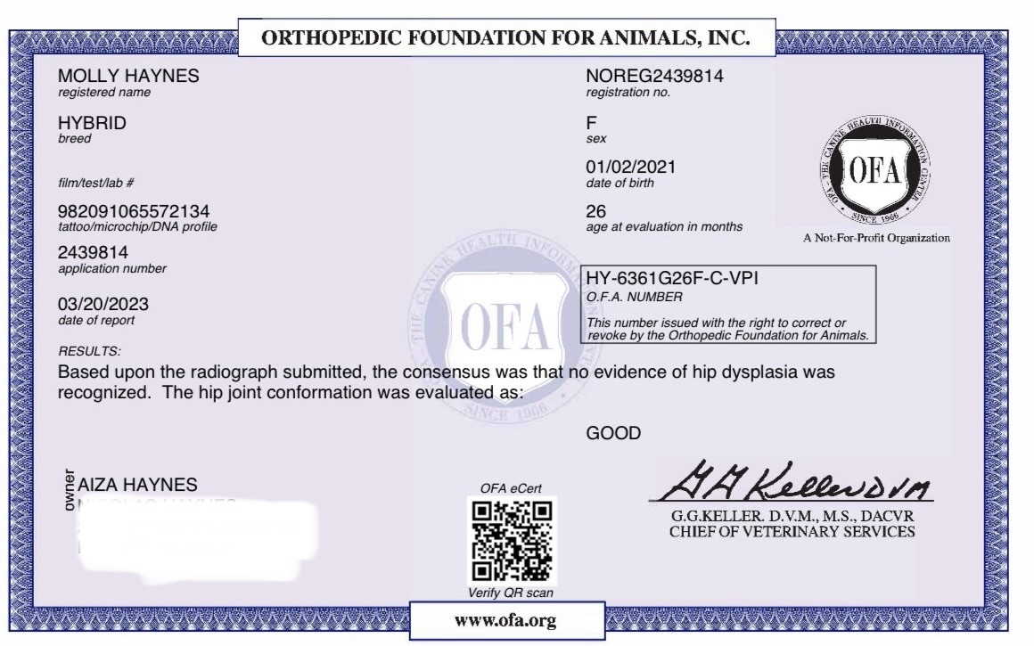 Molly — OFA hip evaluation
