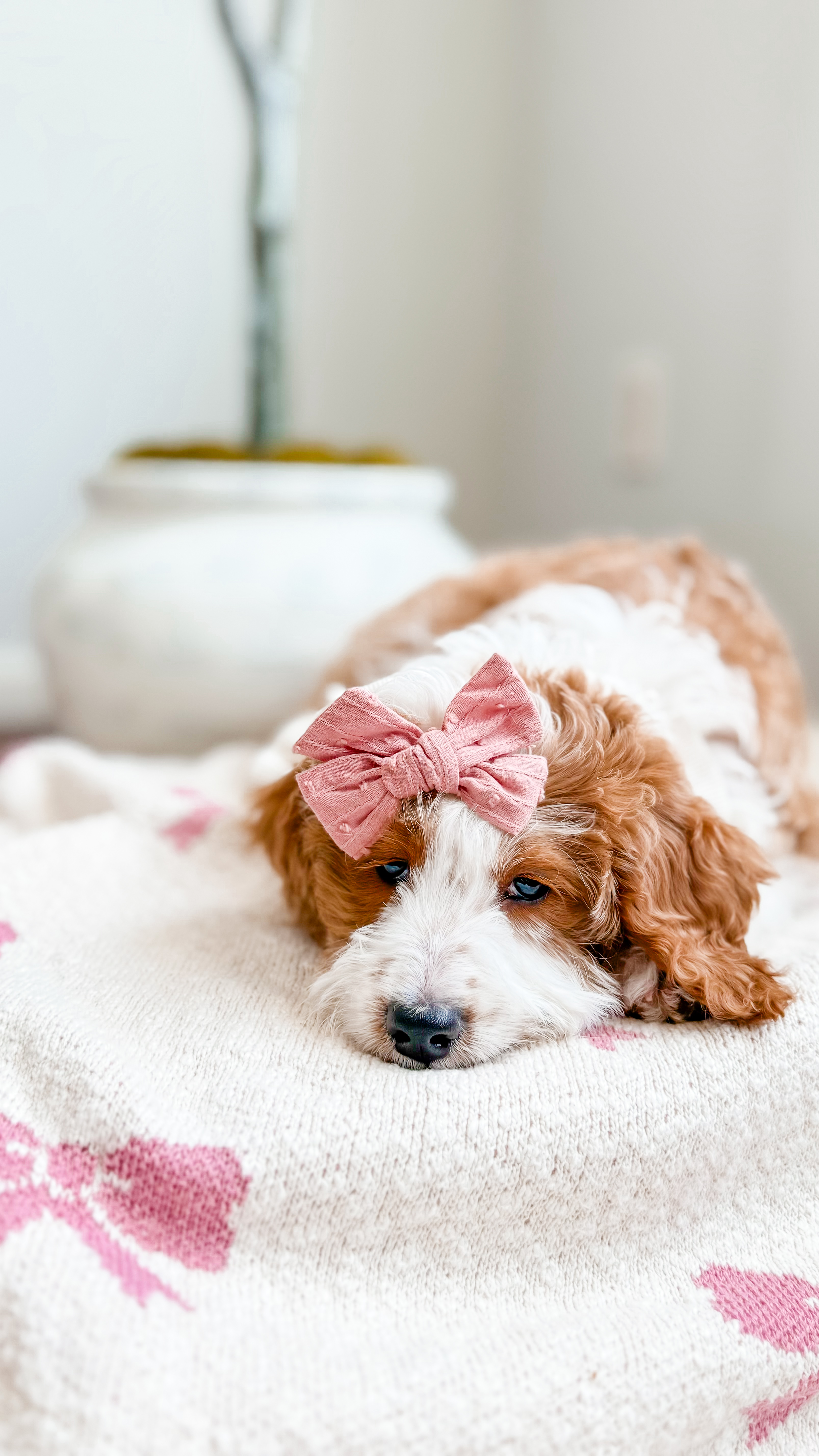 Muffin, our OFA-tested Goldendoodle