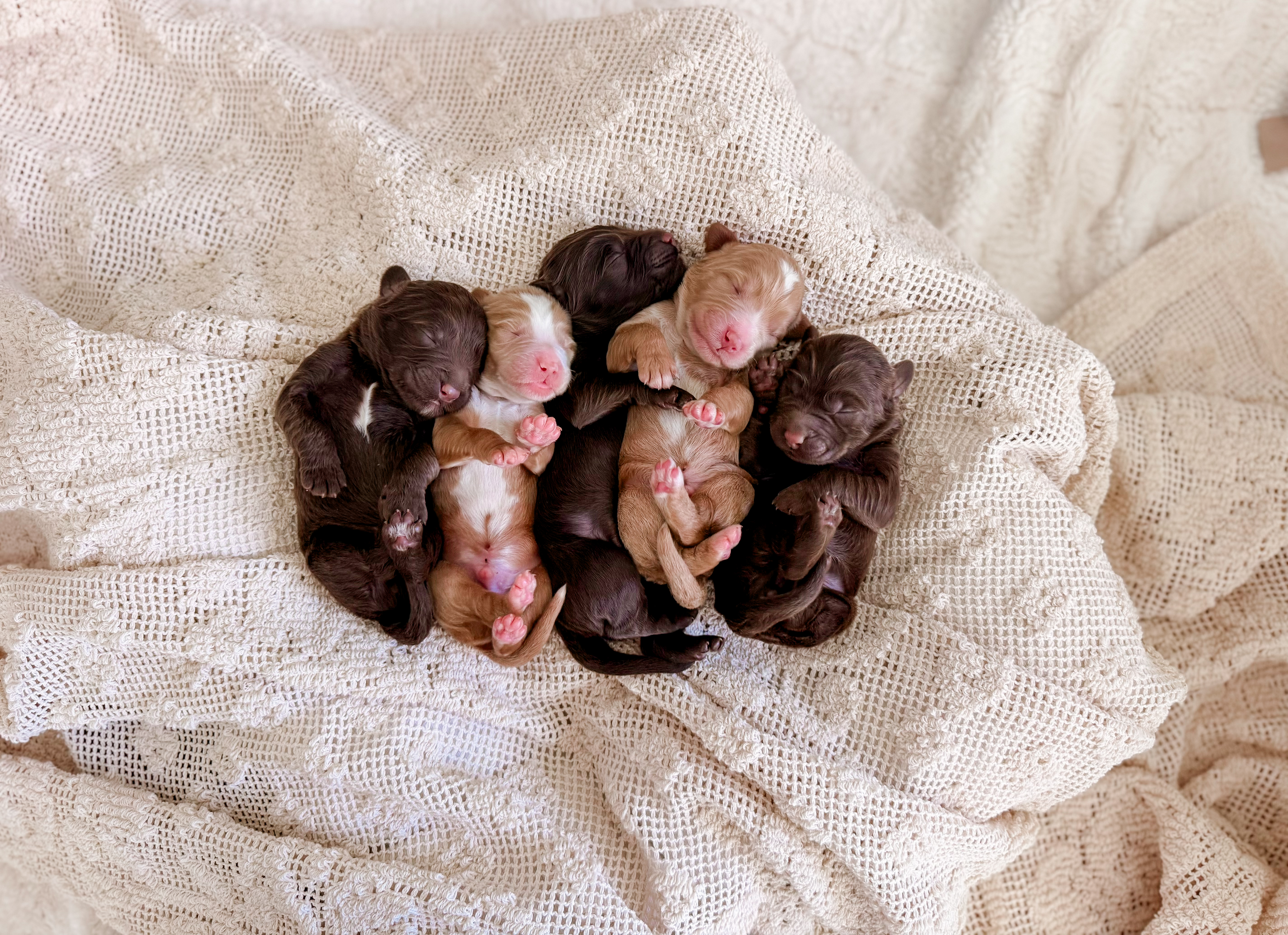 Chip x Willow and Co.'s Clay litter photo 6