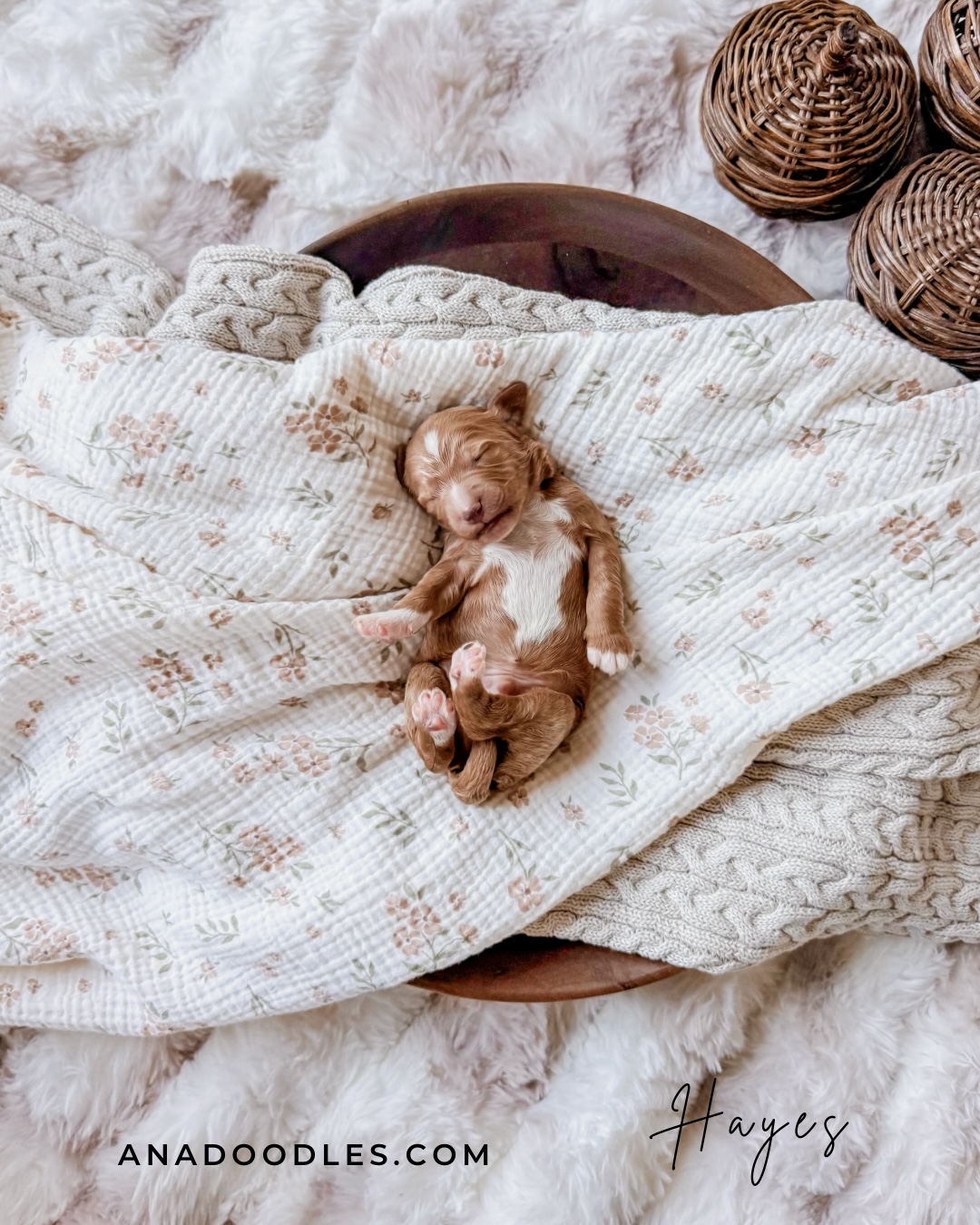 Hayes, undefined Red Abstract Bernedoodle puppy