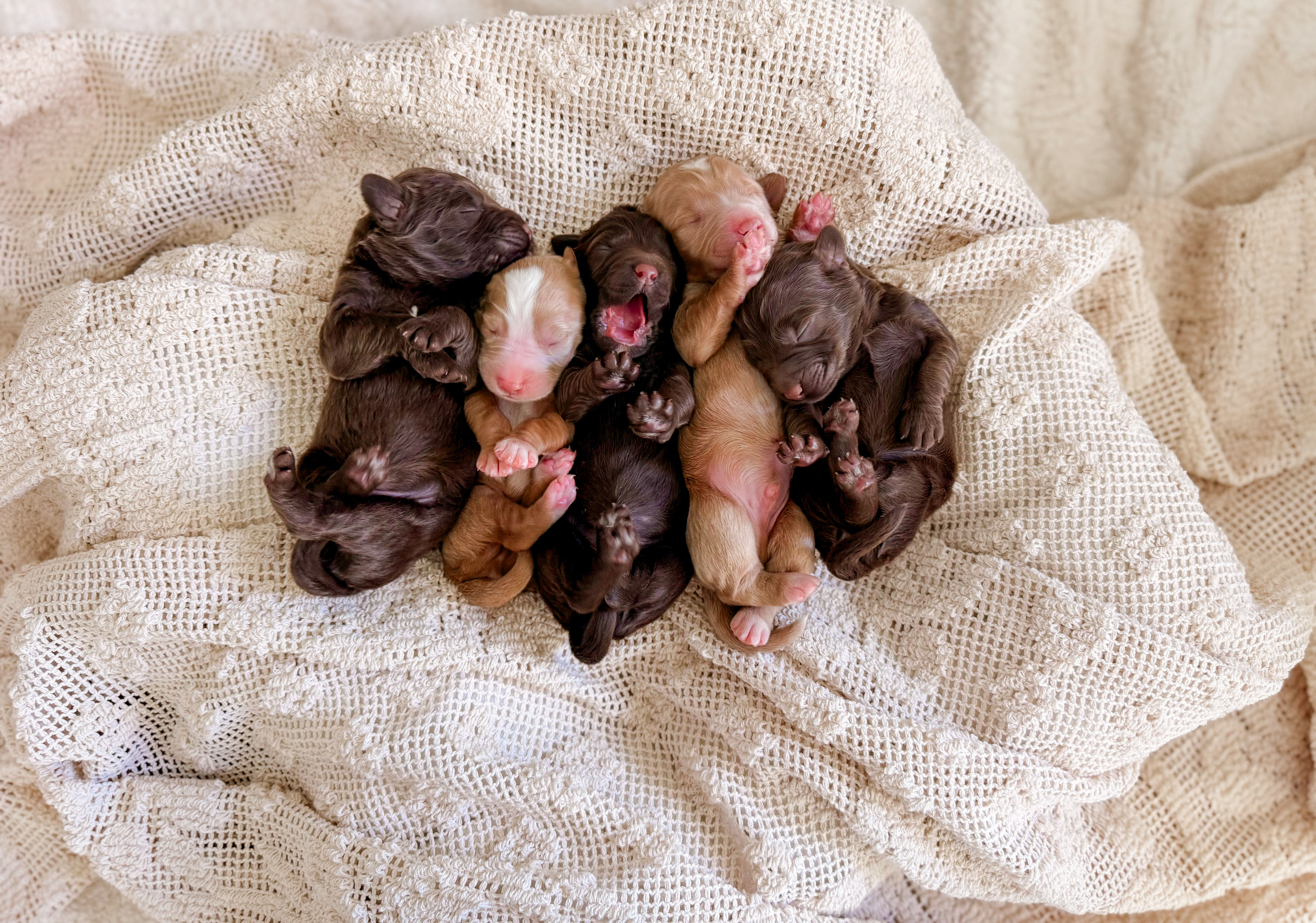 Chip x Willow and Co.'s Clay litter photo 7