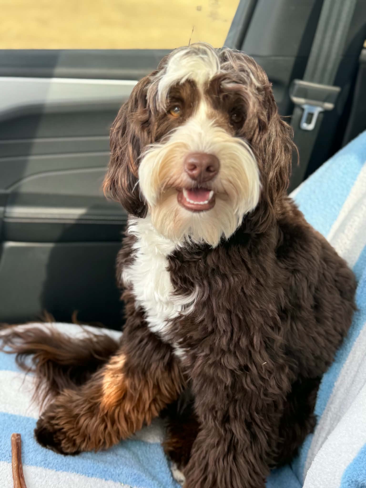 Vandenbark Doodles' Knox, sire
